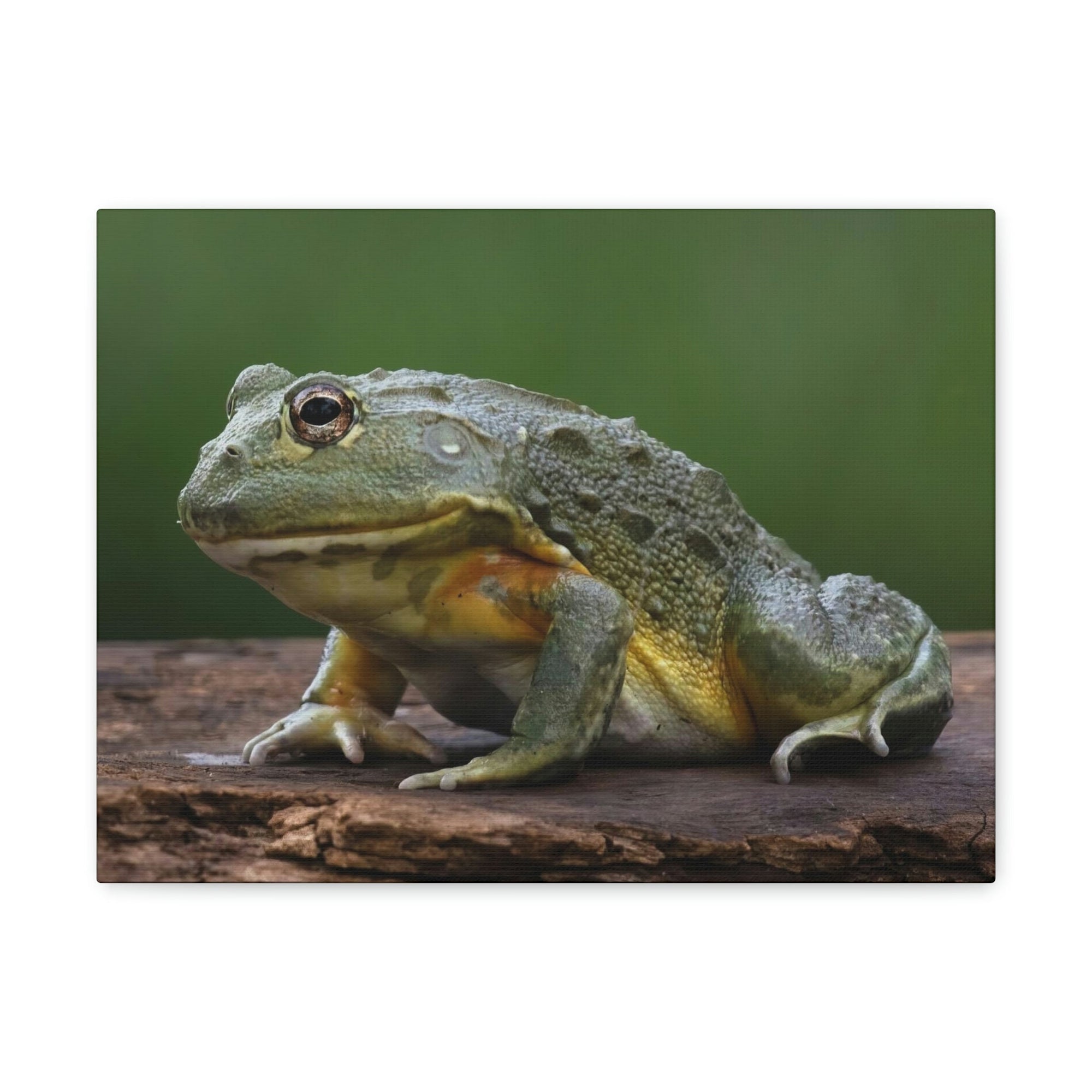 Scripture Walls Majestic Bull Frog Art Majestic Bull Frog Print Animal Wall Art Wildlife Canvas Prints Wall Art Ready to Hang Unframed-Express Your Love Gifts