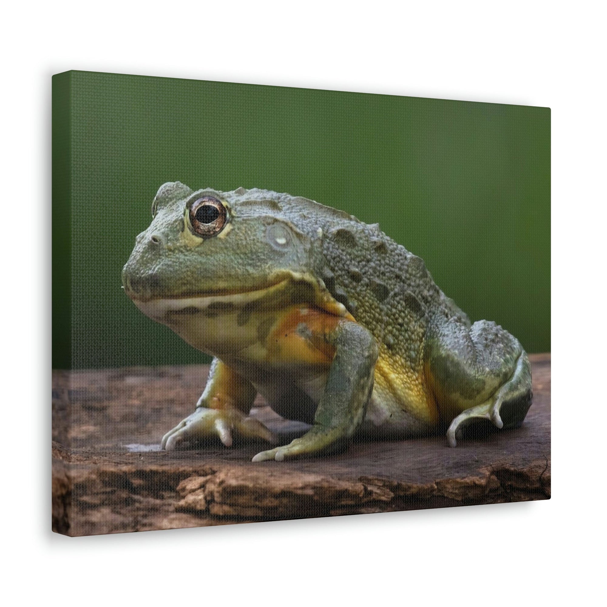 Scripture Walls Majestic Bull Frog Art Majestic Bull Frog Print Animal Wall Art Wildlife Canvas Prints Wall Art Ready to Hang Unframed-Express Your Love Gifts