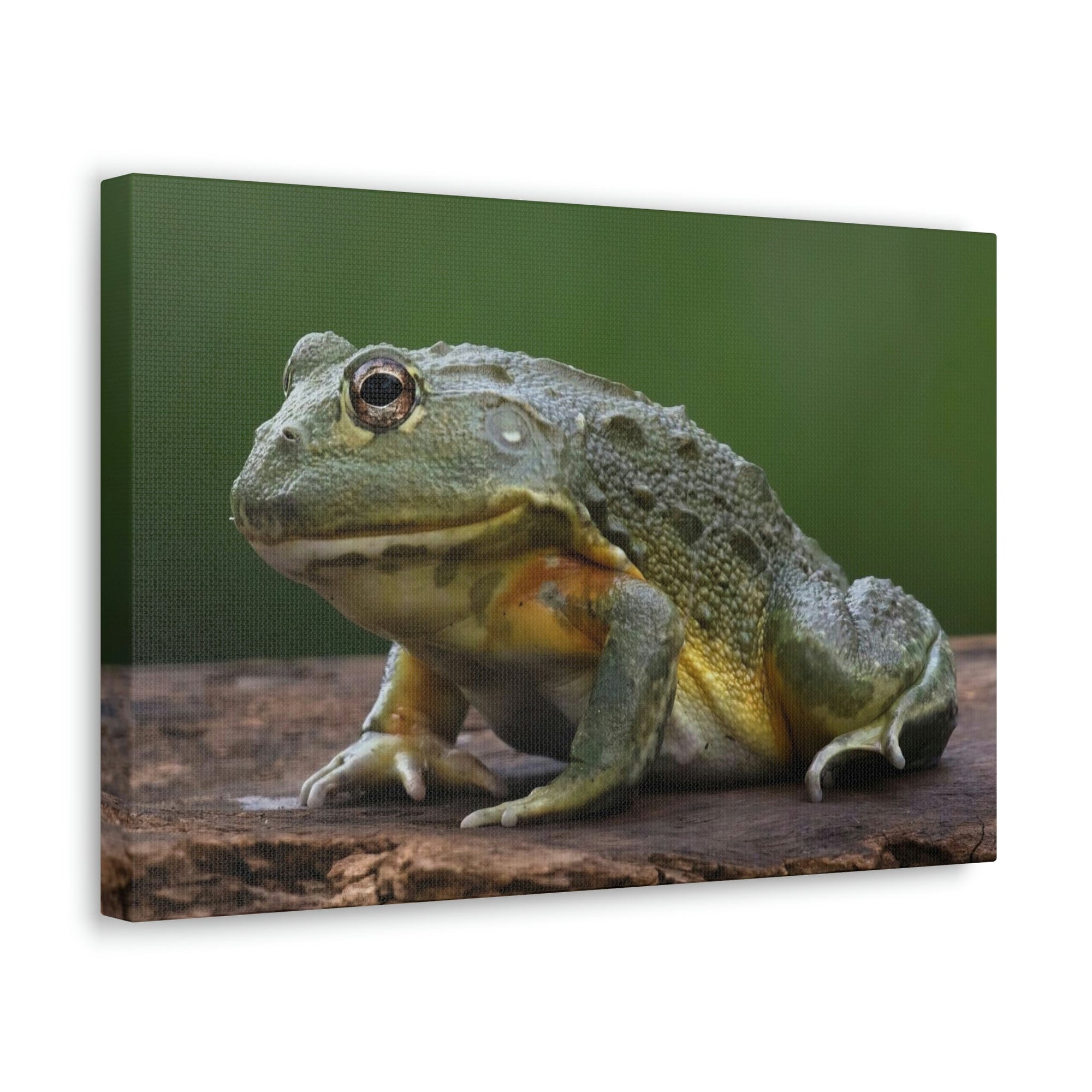 Scripture Walls Majestic Bull Frog Art Majestic Bull Frog Print Animal Wall Art Wildlife Canvas Prints Wall Art Ready to Hang Unframed-Express Your Love Gifts