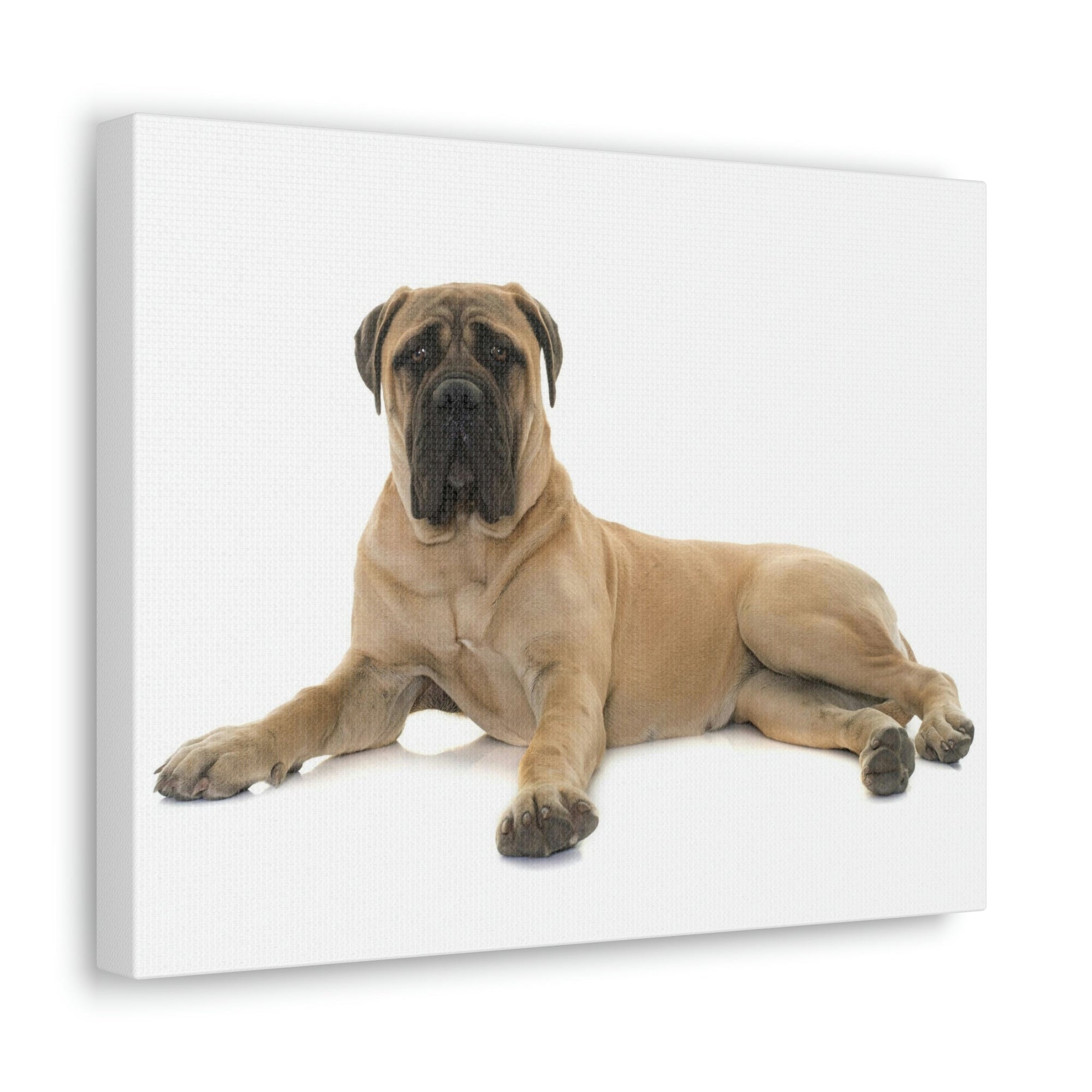 Scripture Walls Majestic Bull Mastiff Art Majestic Bull Mastiff Print Animal Wall Art Wildlife Canvas Prints Wall Art Ready to Hang Unframed-Express Your Love Gifts