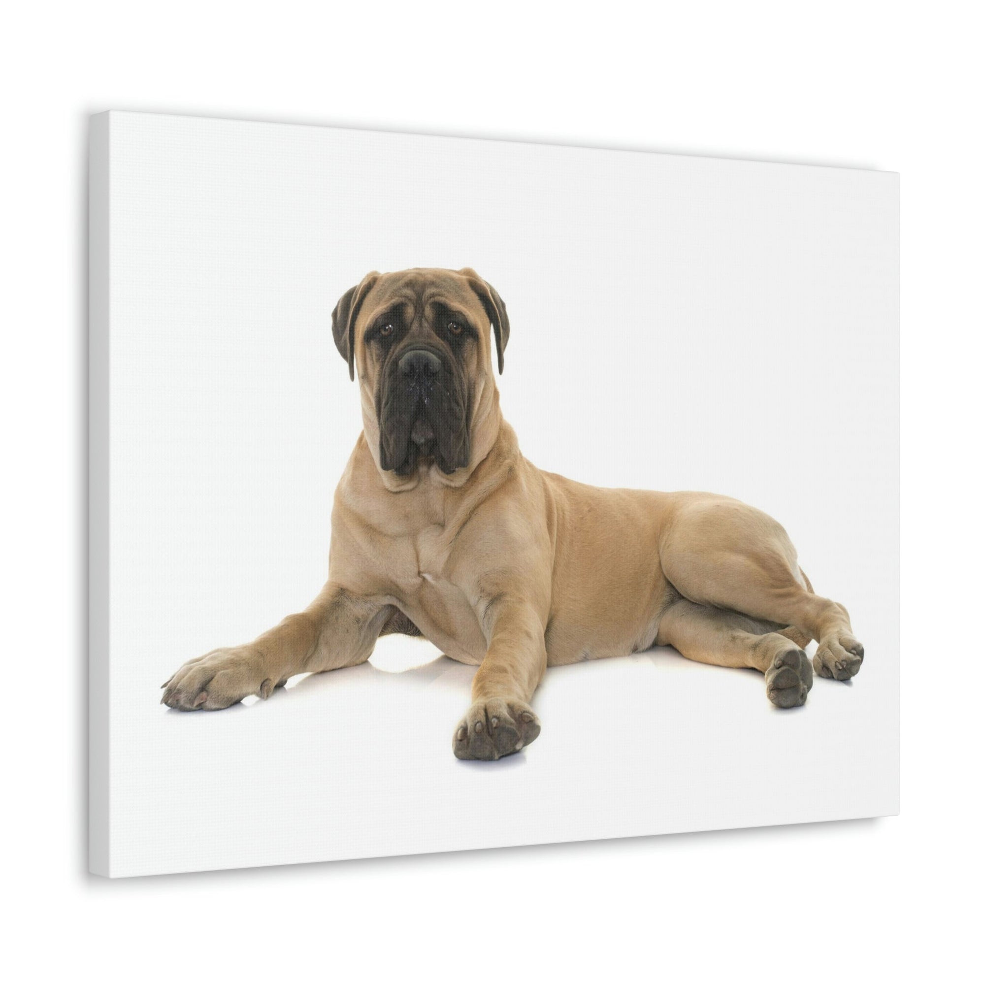 Scripture Walls Majestic Bull Mastiff Art Majestic Bull Mastiff Print Animal Wall Art Wildlife Canvas Prints Wall Art Ready to Hang Unframed-Express Your Love Gifts