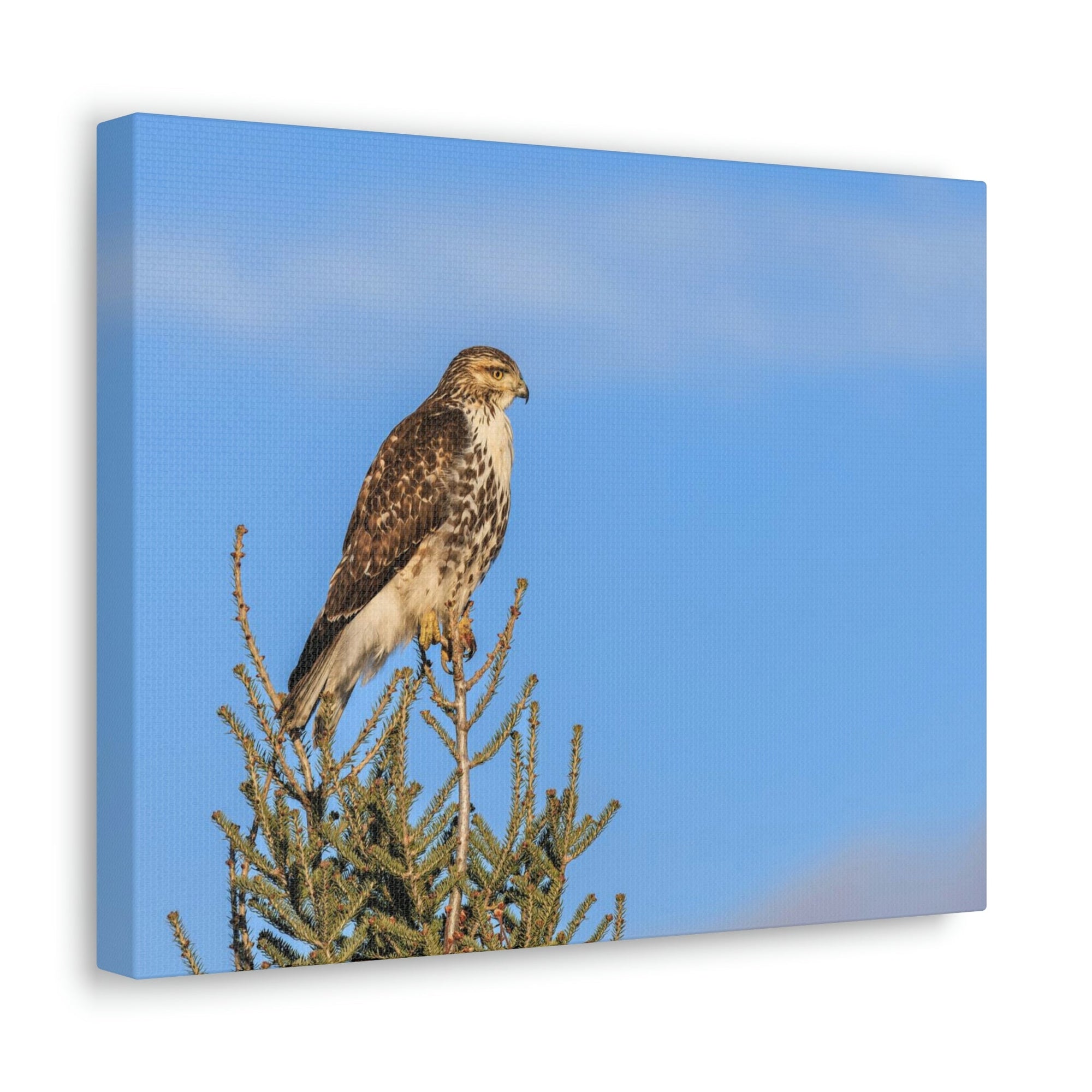 Scripture Walls Majestic Buzzard Art Majestic Buzzard Print Animal Wall Art Wildlife Canvas Prints Wall Art Ready to Hang Unframed-Express Your Love Gifts