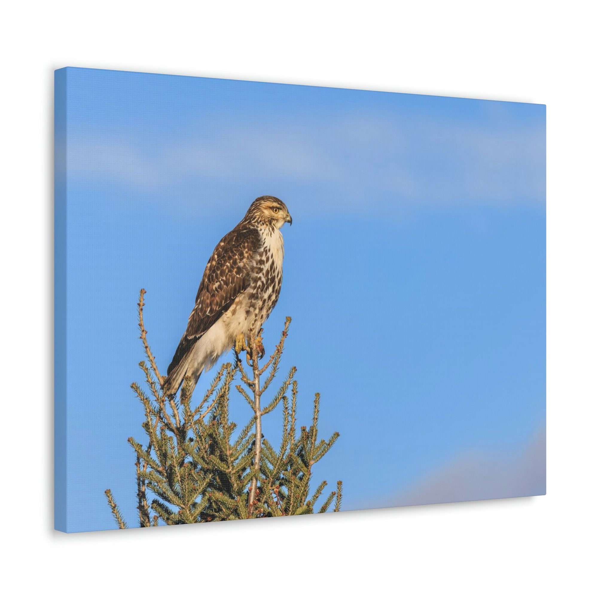 Scripture Walls Majestic Buzzard Art Majestic Buzzard Print Animal Wall Art Wildlife Canvas Prints Wall Art Ready to Hang Unframed-Express Your Love Gifts