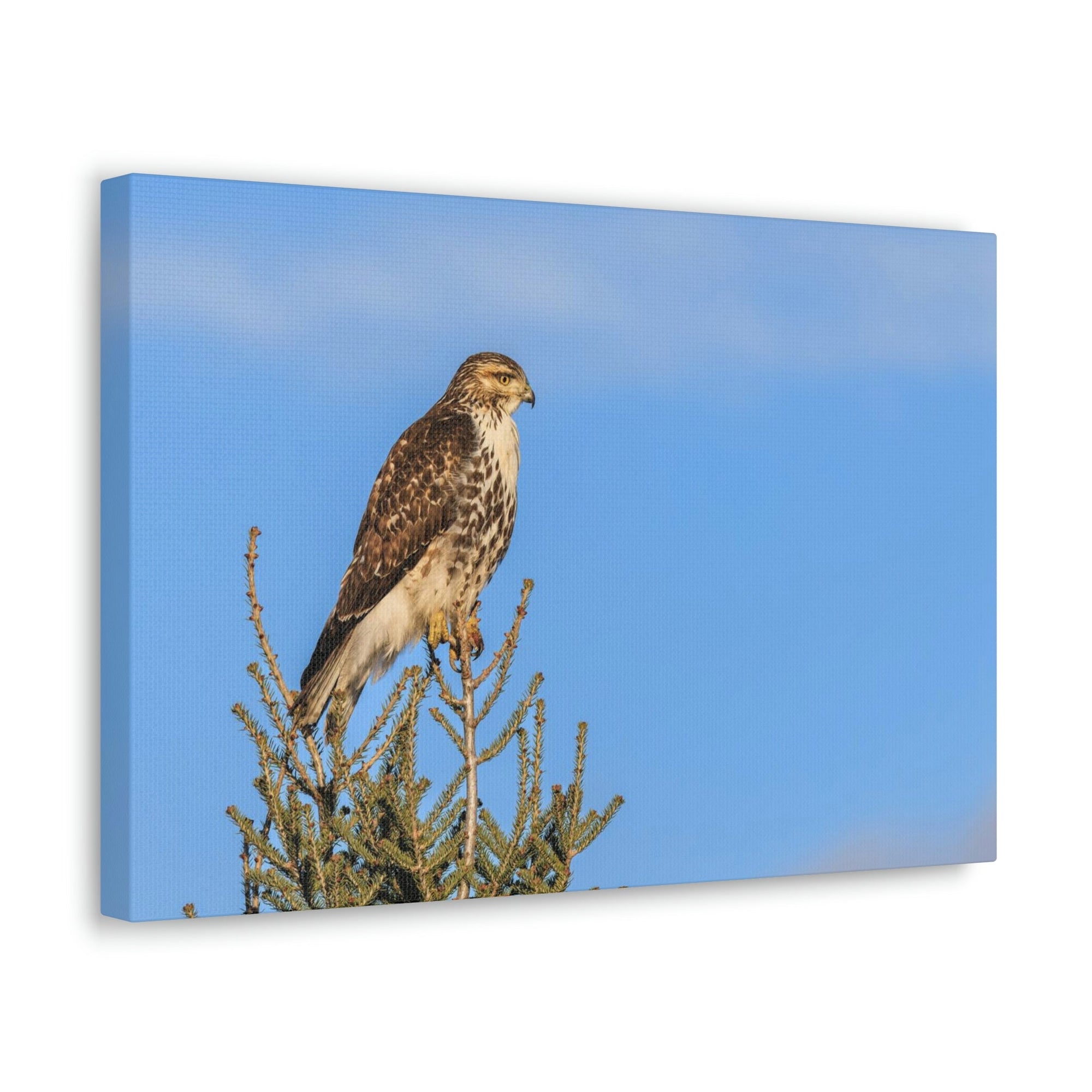 Scripture Walls Majestic Buzzard Art Majestic Buzzard Print Animal Wall Art Wildlife Canvas Prints Wall Art Ready to Hang Unframed-Express Your Love Gifts