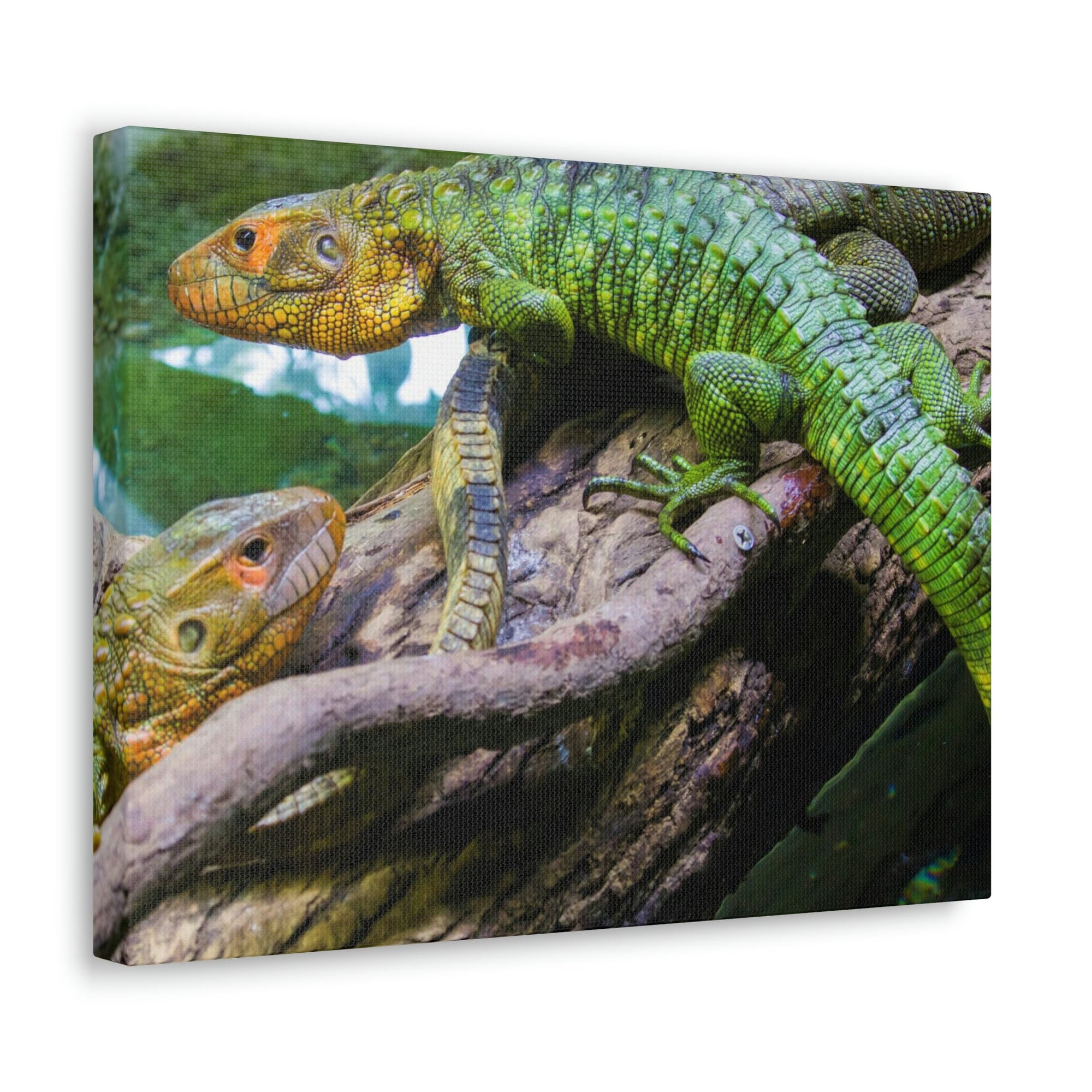 Scripture Walls Majestic Caiman Lizard Art Majestic Caiman Lizard Print Animal Wall Art Wildlife Canvas Prints Wall Art Ready to Hang Unframed-Express Your Love Gifts