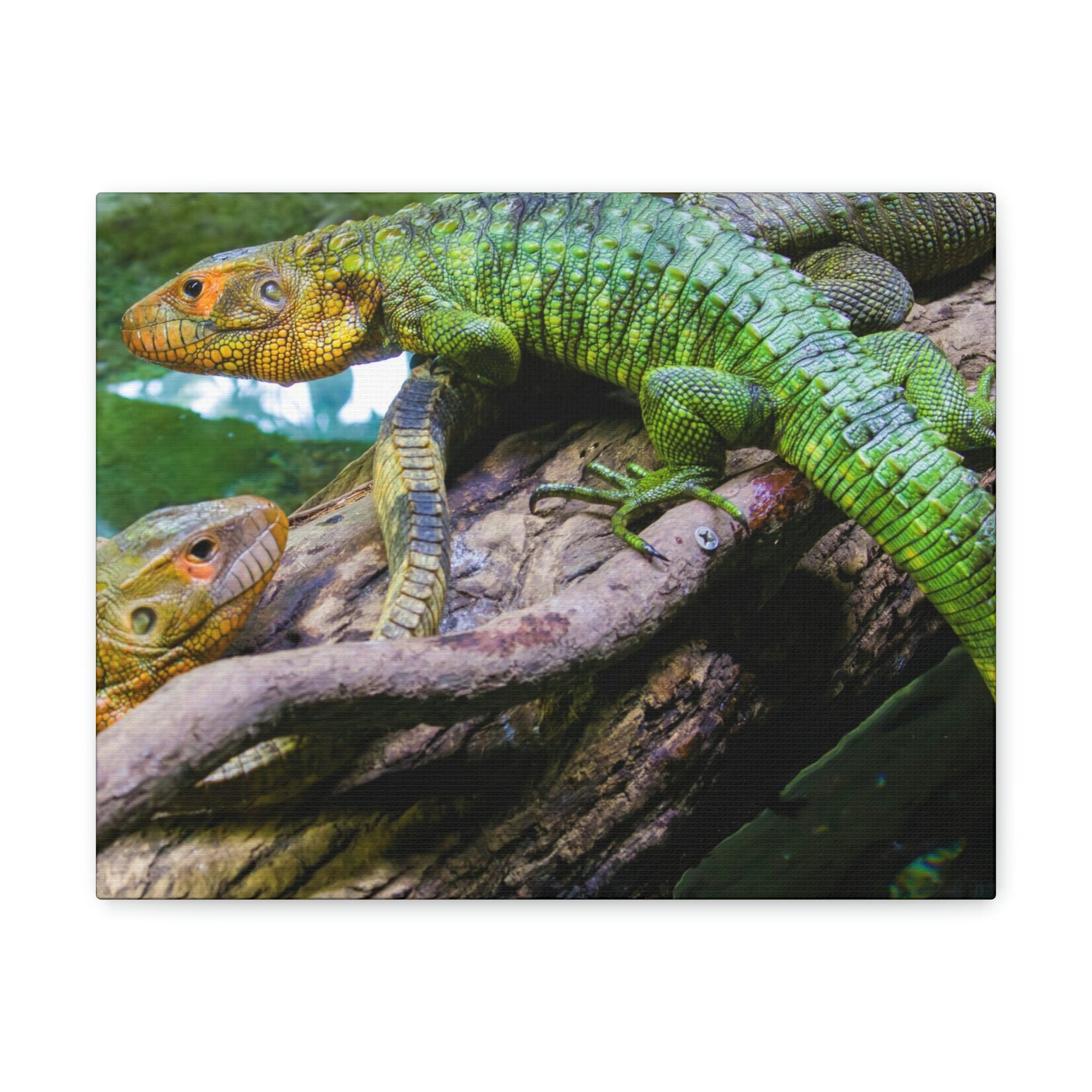 Scripture Walls Majestic Caiman Lizard Art Majestic Caiman Lizard Print Animal Wall Art Wildlife Canvas Prints Wall Art Ready to Hang Unframed-Express Your Love Gifts