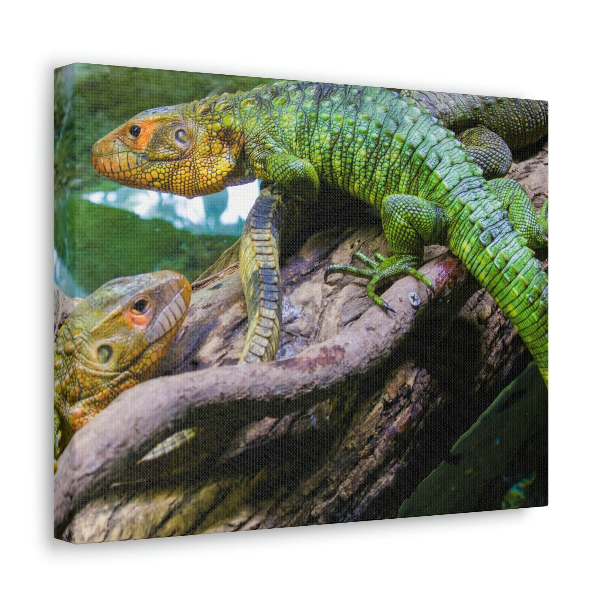 Scripture Walls Majestic Caiman Lizard Art Majestic Caiman Lizard Print Animal Wall Art Wildlife Canvas Prints Wall Art Ready to Hang Unframed-Express Your Love Gifts