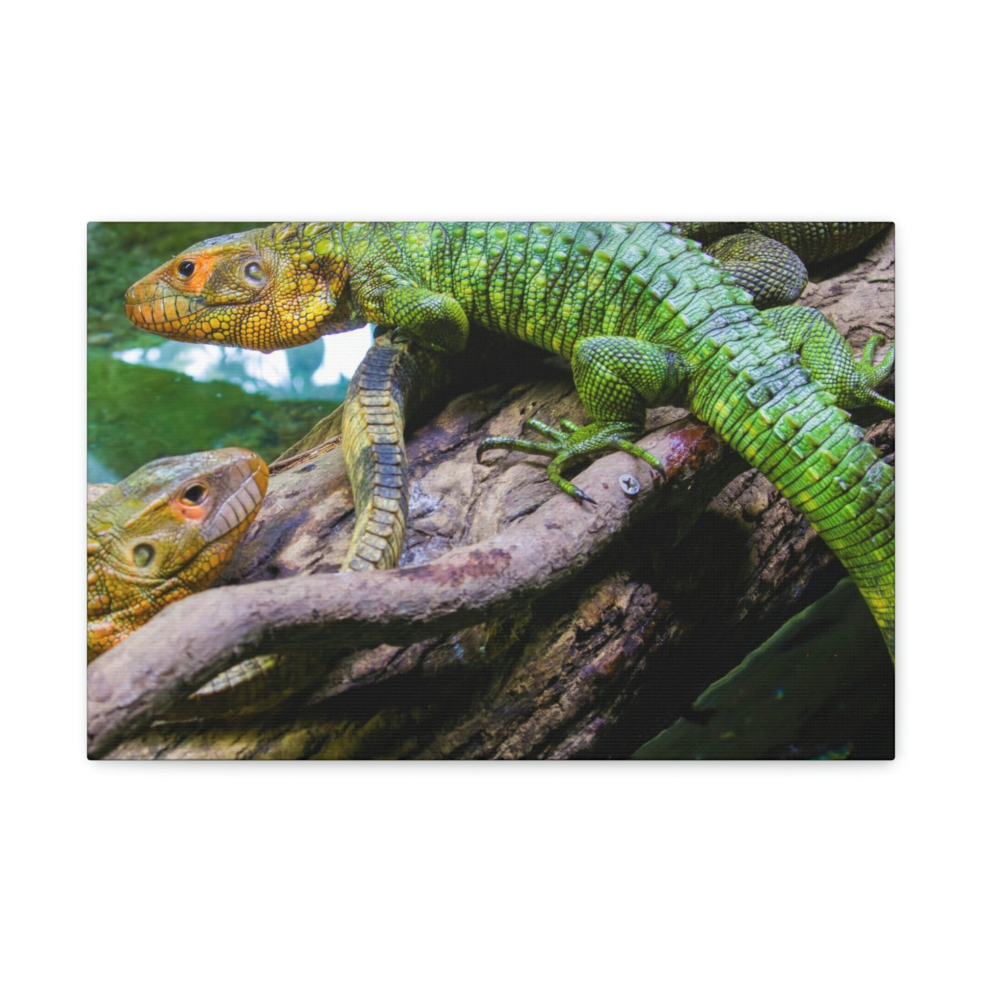 Scripture Walls Majestic Caiman Lizard Art Majestic Caiman Lizard Print Animal Wall Art Wildlife Canvas Prints Wall Art Ready to Hang Unframed-Express Your Love Gifts