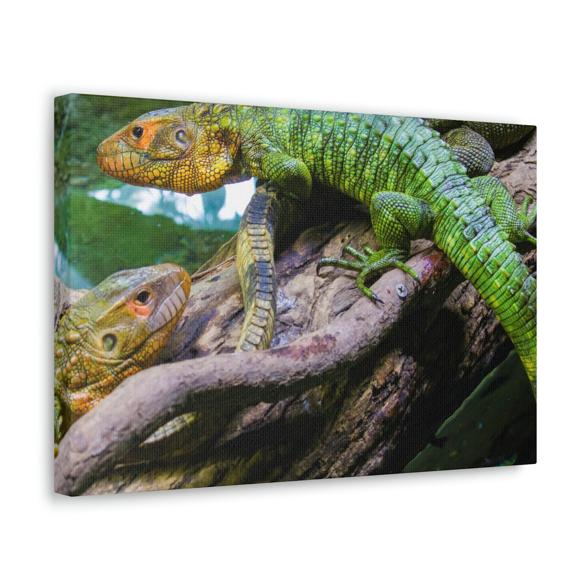 Scripture Walls Majestic Caiman Lizard Art Majestic Caiman Lizard Print Animal Wall Art Wildlife Canvas Prints Wall Art Ready to Hang Unframed-Express Your Love Gifts