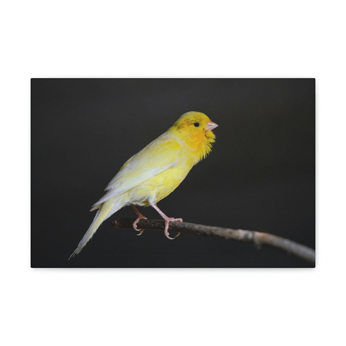 Scripture Walls Majestic Canary Art Majestic Canary Print Animal Wall Art Wildlife Canvas Prints Wall Art Ready to Hang Unframed-Express Your Love Gifts