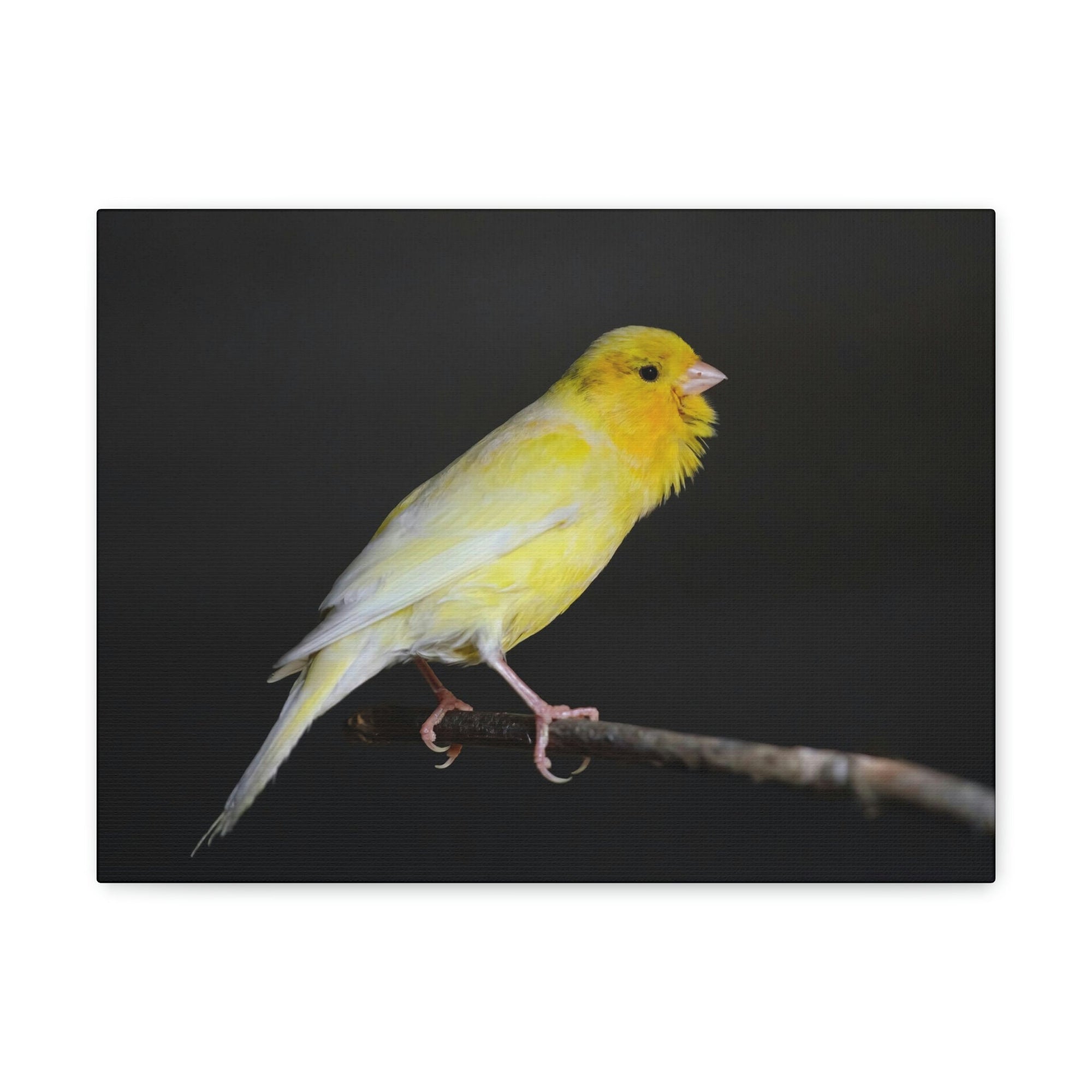 Scripture Walls Majestic Canary Art Majestic Canary Print Animal Wall Art Wildlife Canvas Prints Wall Art Ready to Hang Unframed-Express Your Love Gifts