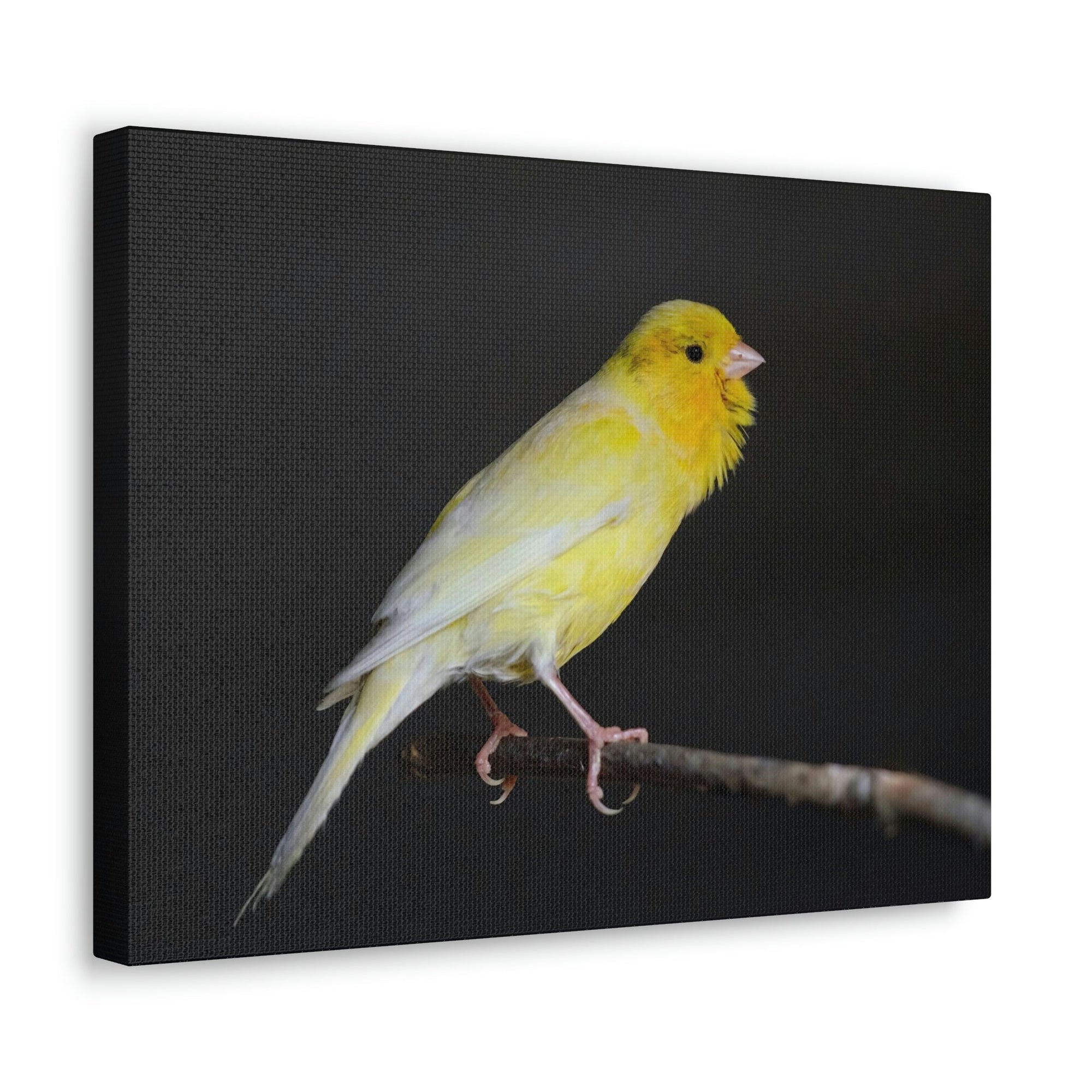 Scripture Walls Majestic Canary Art Majestic Canary Print Animal Wall Art Wildlife Canvas Prints Wall Art Ready to Hang Unframed-Express Your Love Gifts