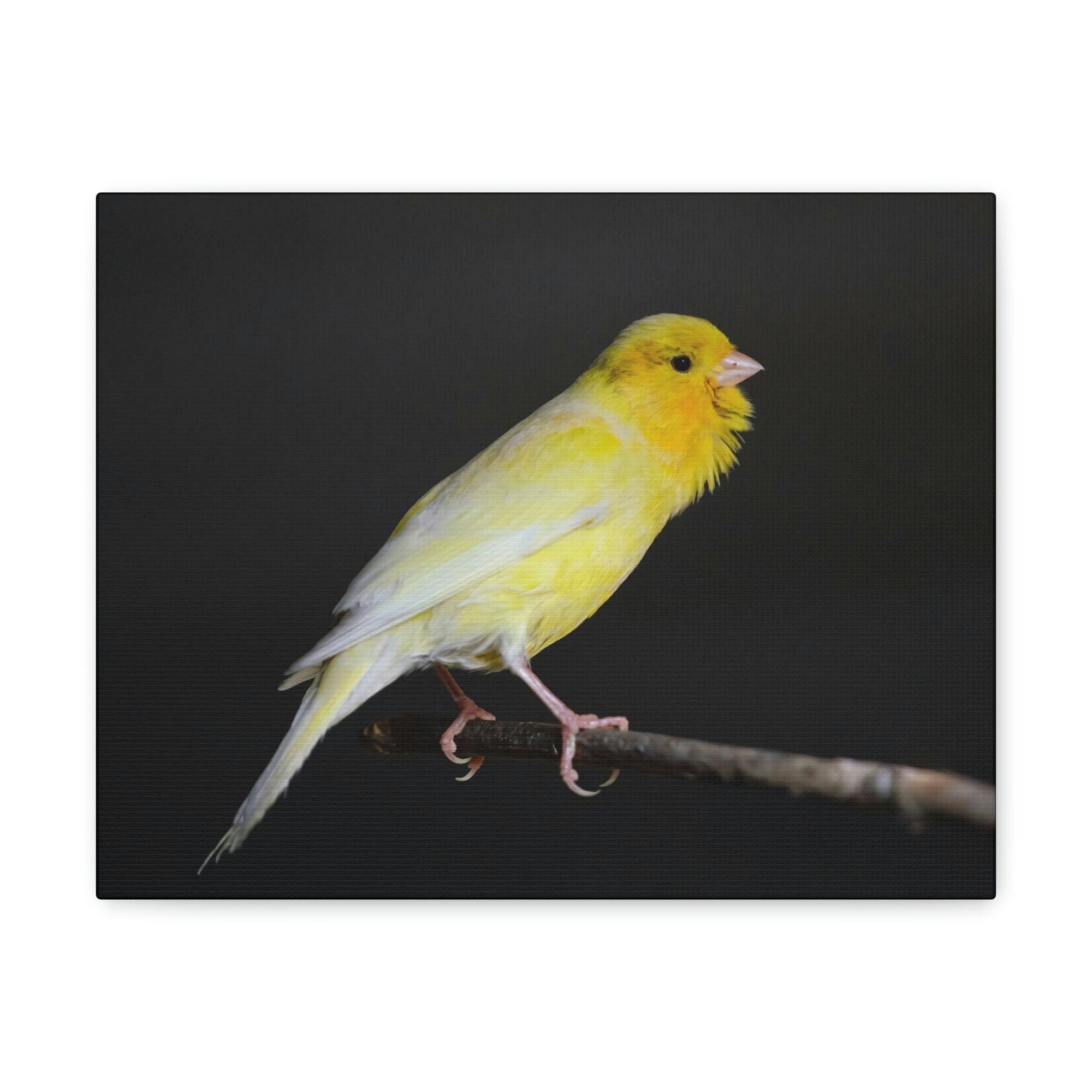 Scripture Walls Majestic Canary Art Majestic Canary Print Animal Wall Art Wildlife Canvas Prints Wall Art Ready to Hang Unframed-Express Your Love Gifts