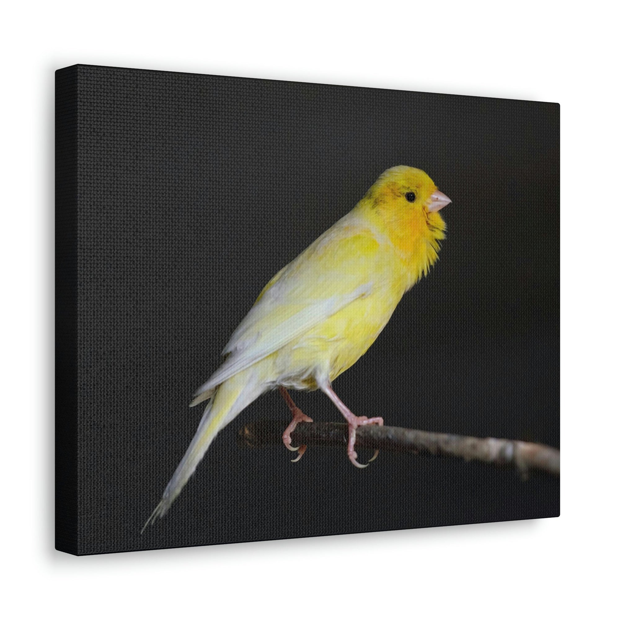 Scripture Walls Majestic Canary Art Majestic Canary Print Animal Wall Art Wildlife Canvas Prints Wall Art Ready to Hang Unframed-Express Your Love Gifts