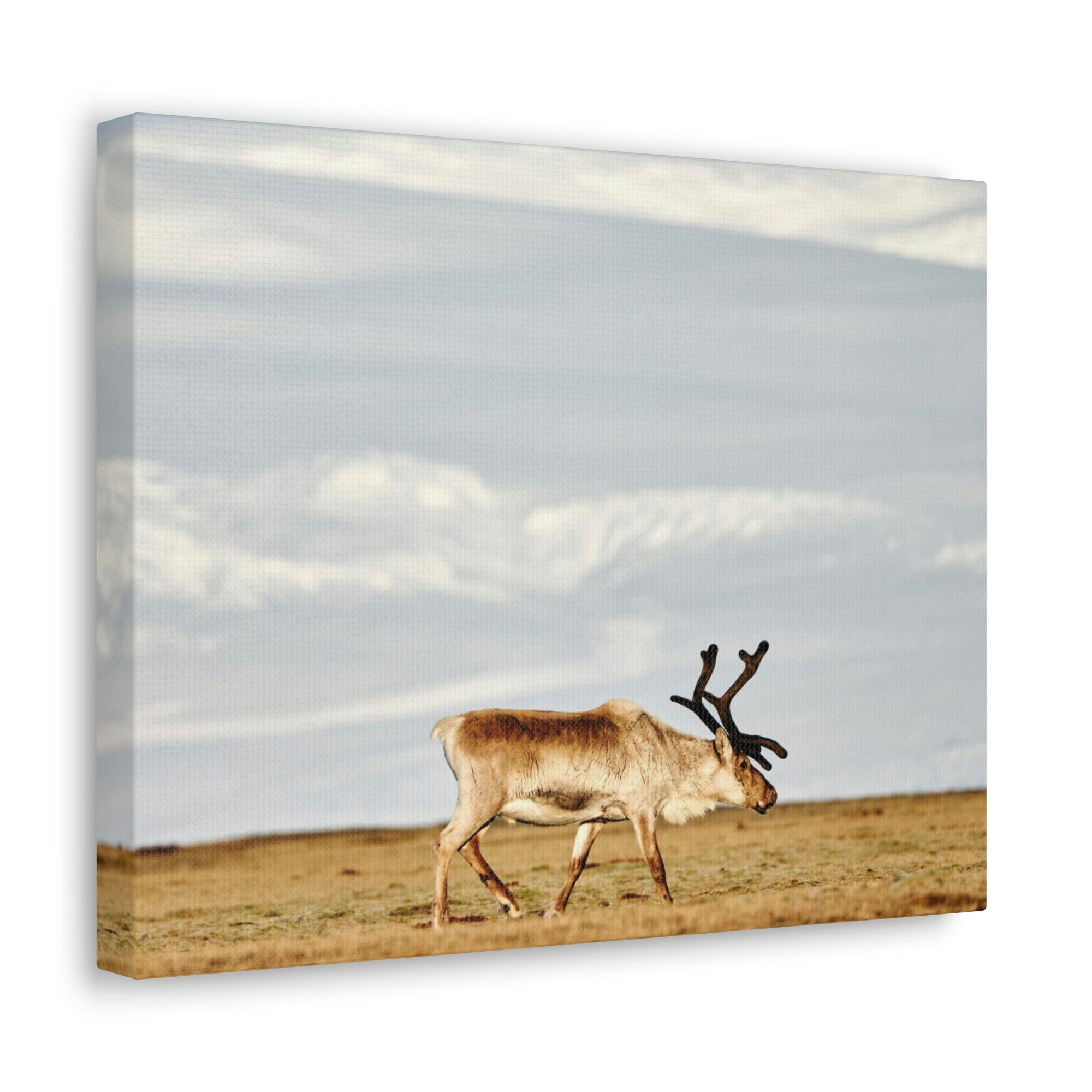 Scripture Walls Majestic Caribou Art Majestic Caribou Print Animal Wall Art Wildlife Canvas Prints Wall Art Ready to Hang Unframed-Express Your Love Gifts