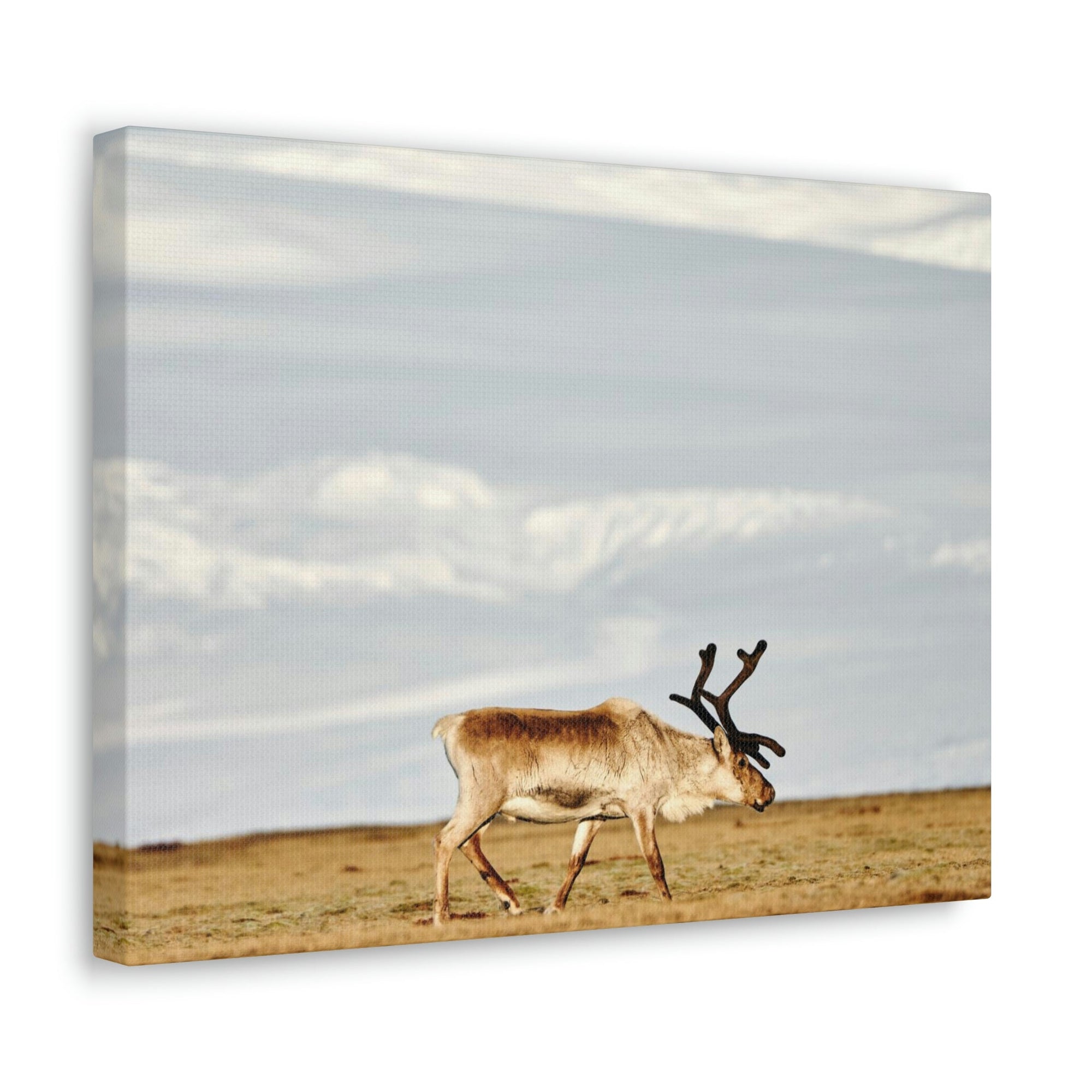 Scripture Walls Majestic Caribou Art Majestic Caribou Print Animal Wall Art Wildlife Canvas Prints Wall Art Ready to Hang Unframed-Express Your Love Gifts