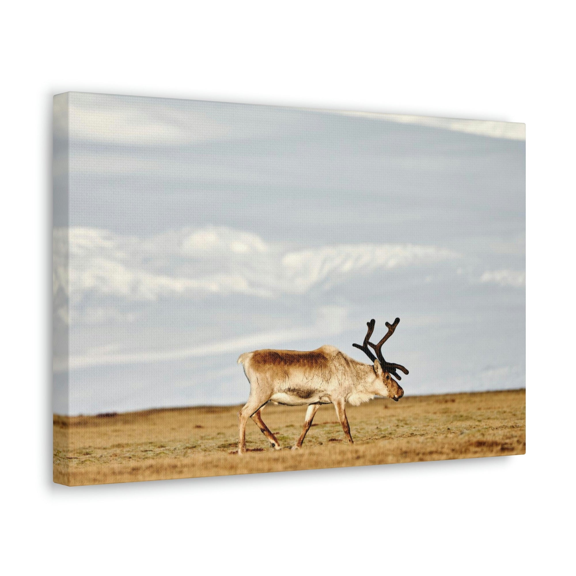 Scripture Walls Majestic Caribou Art Majestic Caribou Print Animal Wall Art Wildlife Canvas Prints Wall Art Ready to Hang Unframed-Express Your Love Gifts