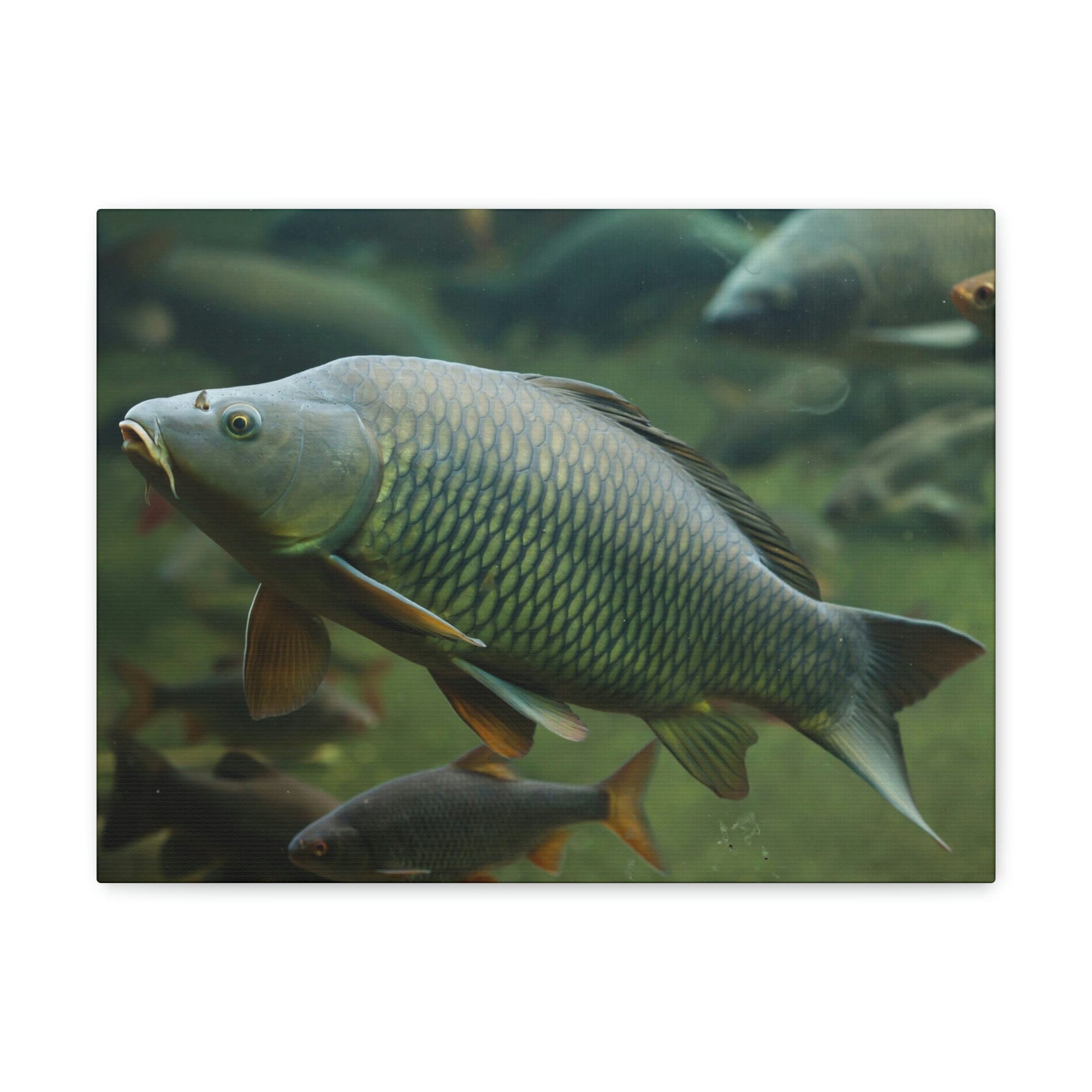 Scripture Walls Majestic Carp Art Majestic Carp Print Animal Wall Art Wildlife Canvas Prints Wall Art Ready to Hang Unframed-Express Your Love Gifts