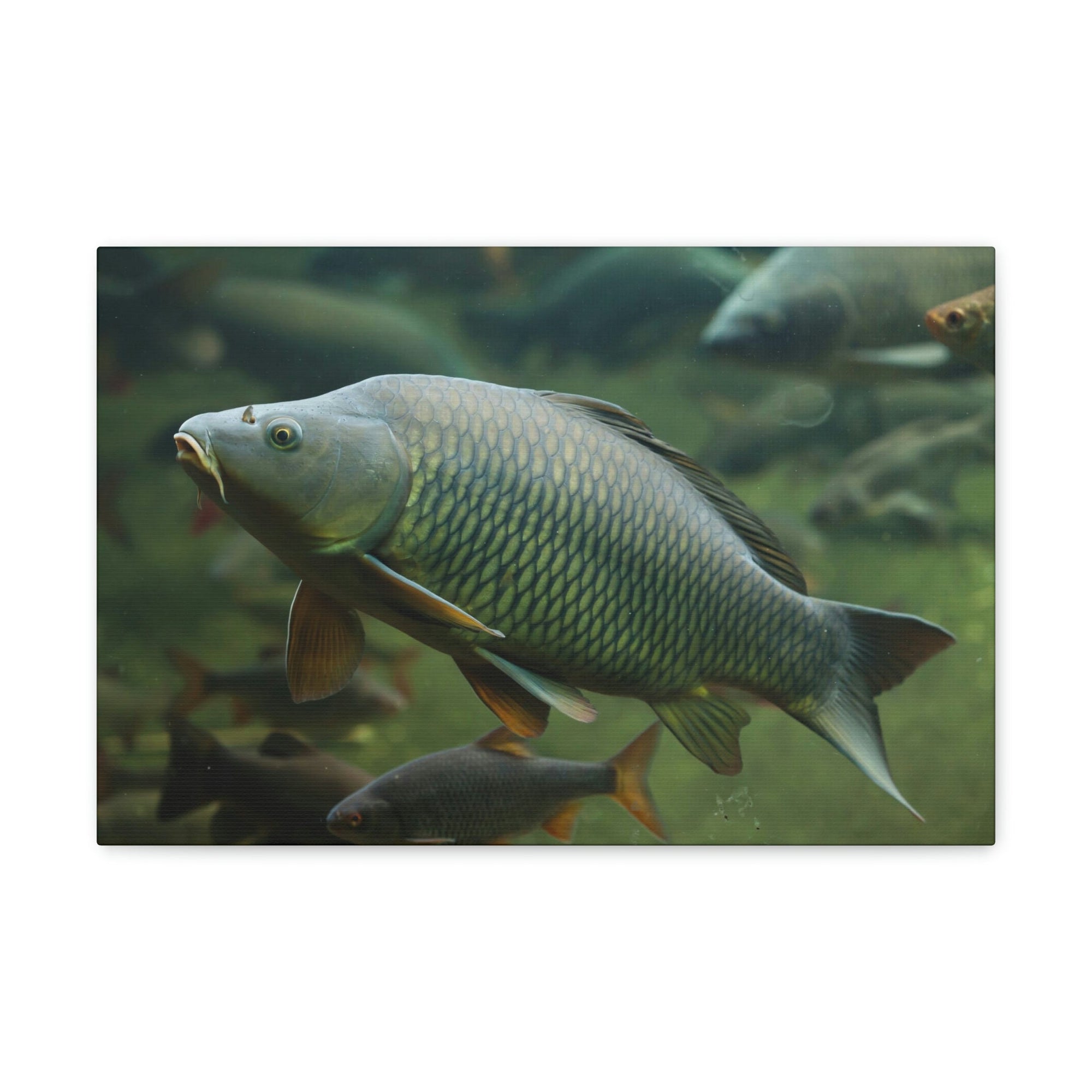 Scripture Walls Majestic Carp Art Majestic Carp Print Animal Wall Art Wildlife Canvas Prints Wall Art Ready to Hang Unframed-Express Your Love Gifts