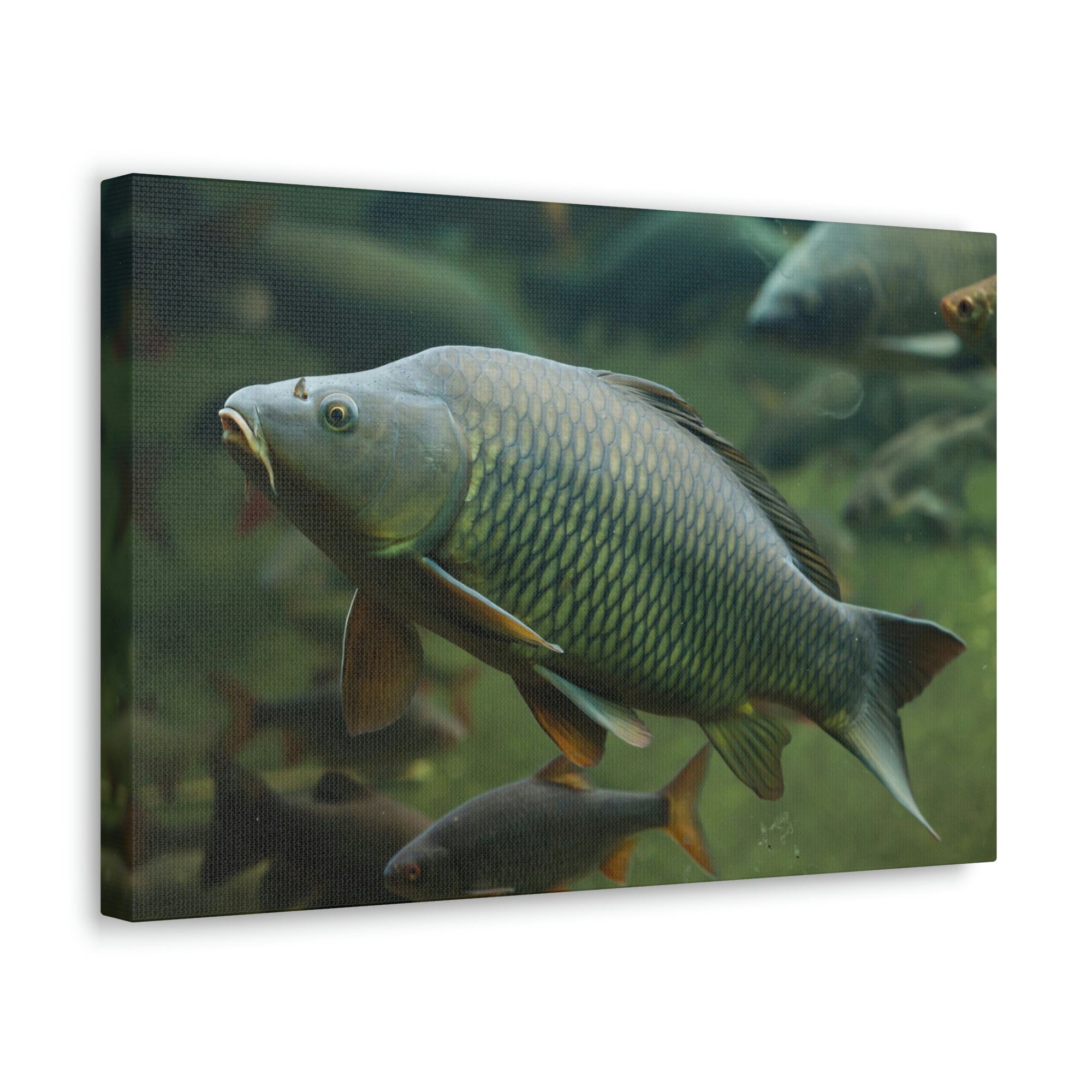 Scripture Walls Majestic Carp Art Majestic Carp Print Animal Wall Art Wildlife Canvas Prints Wall Art Ready to Hang Unframed-Express Your Love Gifts