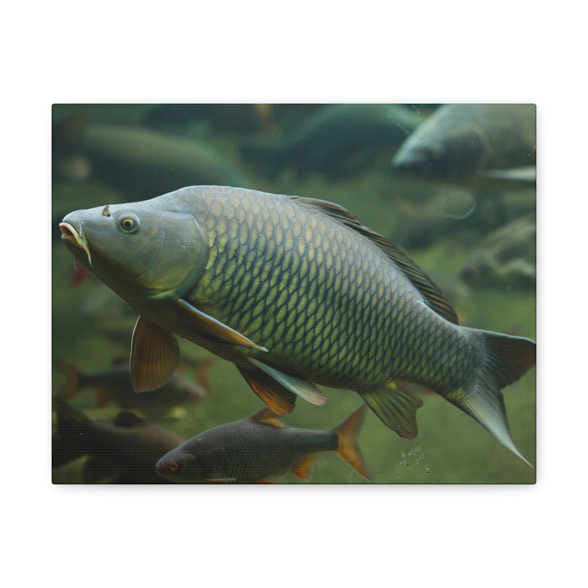 Scripture Walls Majestic Carp Art Majestic Carp Print Animal Wall Art Wildlife Canvas Prints Wall Art Ready to Hang Unframed-Express Your Love Gifts