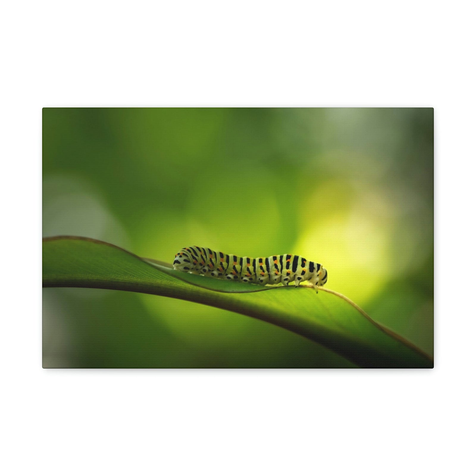 Scripture Walls Majestic Caterpillar Art Majestic Caterpillar Print Animal Wall Art Wildlife Canvas Prints Wall Art Ready to Hang Unframed-Express Your Love Gifts