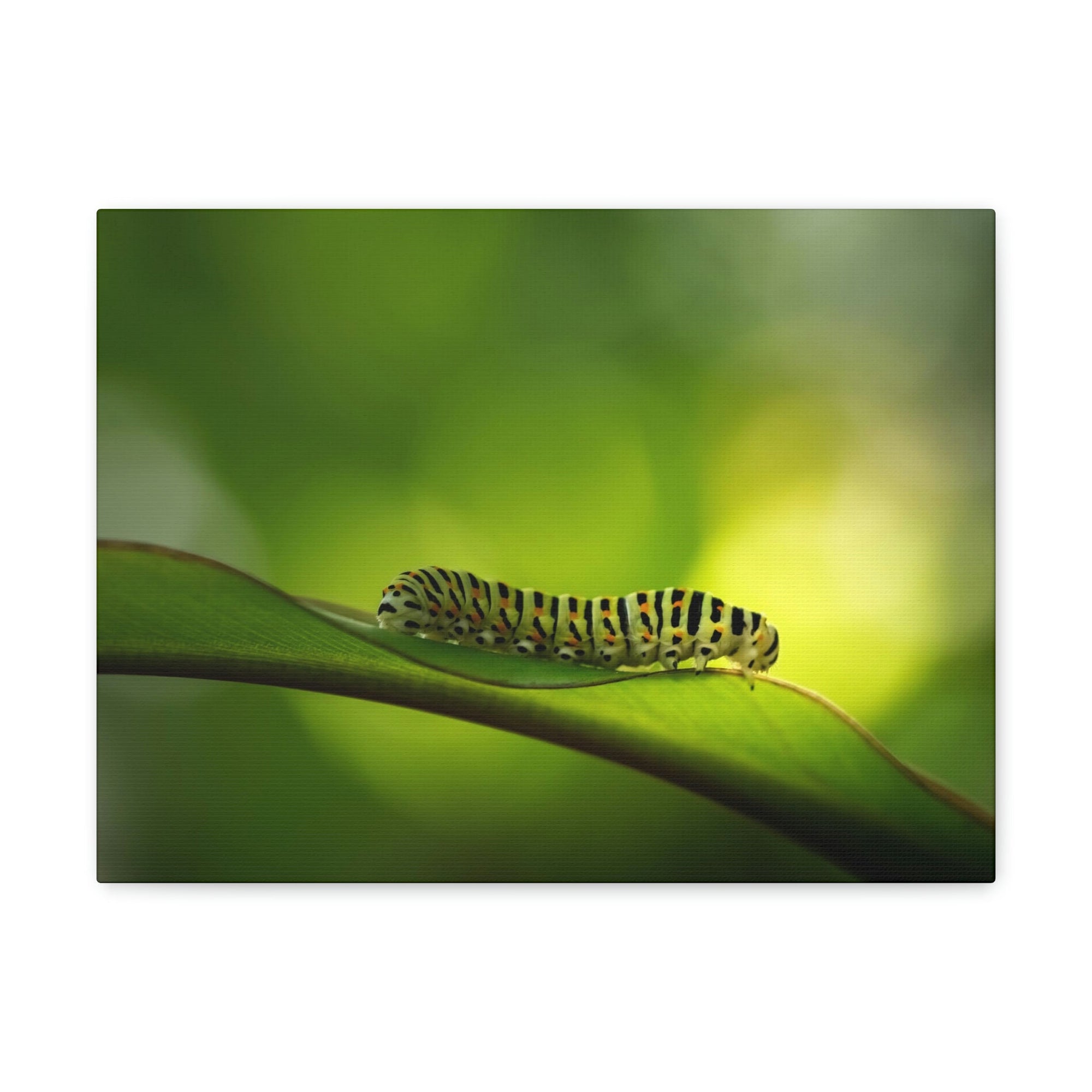 Scripture Walls Majestic Caterpillar Art Majestic Caterpillar Print Animal Wall Art Wildlife Canvas Prints Wall Art Ready to Hang Unframed-Express Your Love Gifts