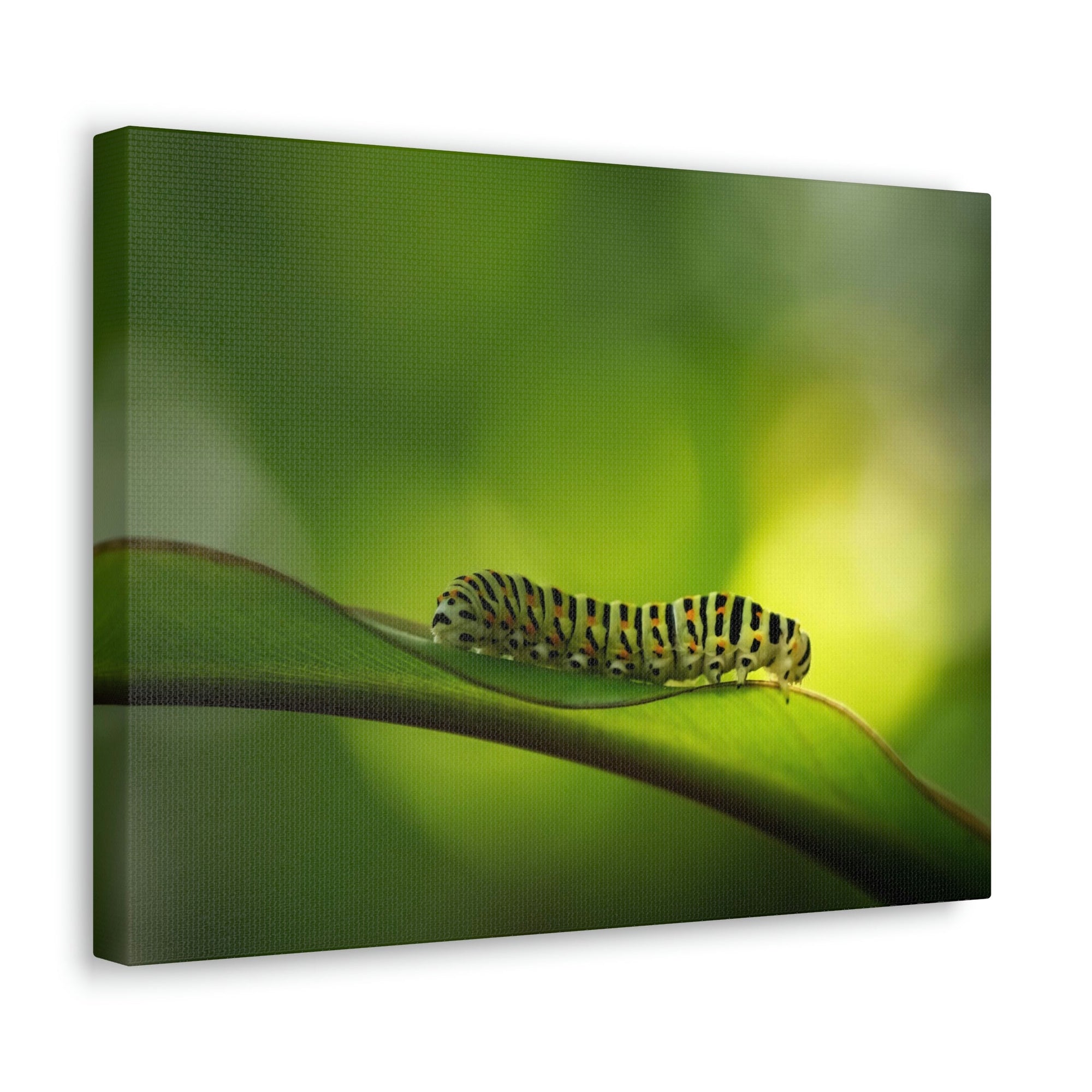 Scripture Walls Majestic Caterpillar Art Majestic Caterpillar Print Animal Wall Art Wildlife Canvas Prints Wall Art Ready to Hang Unframed-Express Your Love Gifts