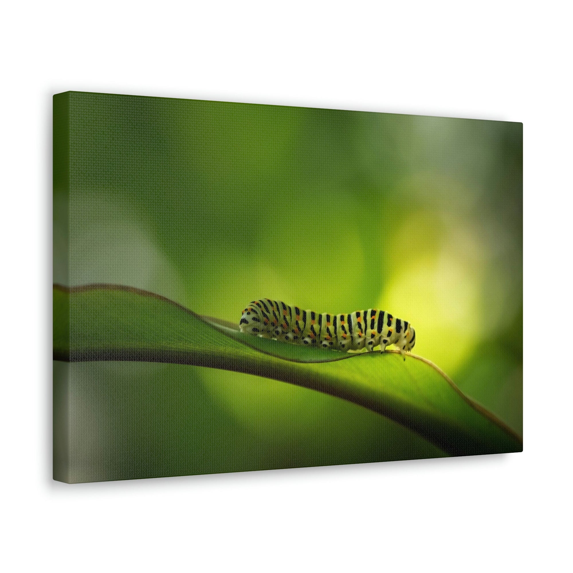 Scripture Walls Majestic Caterpillar Art Majestic Caterpillar Print Animal Wall Art Wildlife Canvas Prints Wall Art Ready to Hang Unframed-Express Your Love Gifts