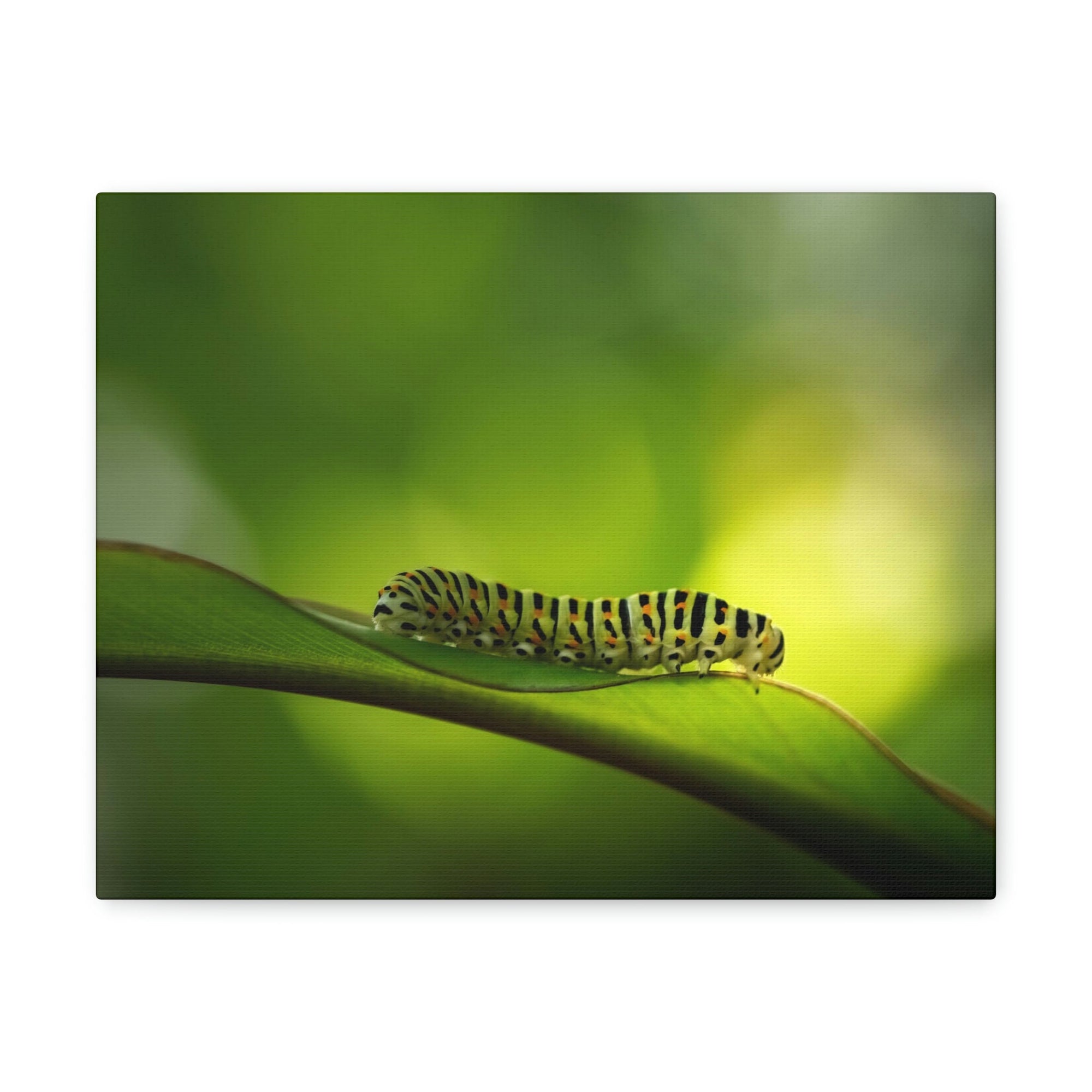 Scripture Walls Majestic Caterpillar Art Majestic Caterpillar Print Animal Wall Art Wildlife Canvas Prints Wall Art Ready to Hang Unframed-Express Your Love Gifts