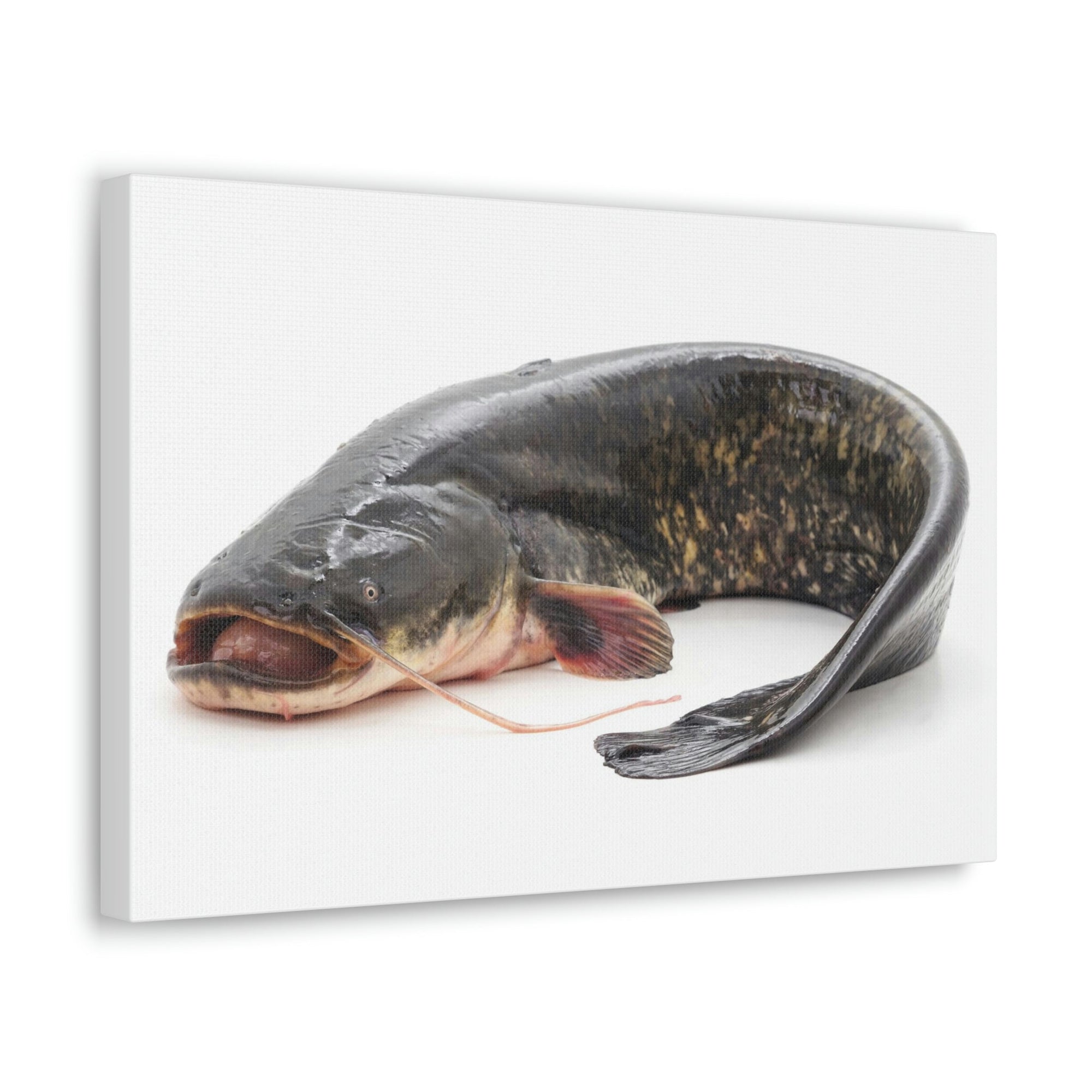 Scripture Walls Majestic Catfish Art Majestic Catfish Print Animal Wall Art Wildlife Canvas Prints Wall Art Ready to Hang Unframed-Express Your Love Gifts