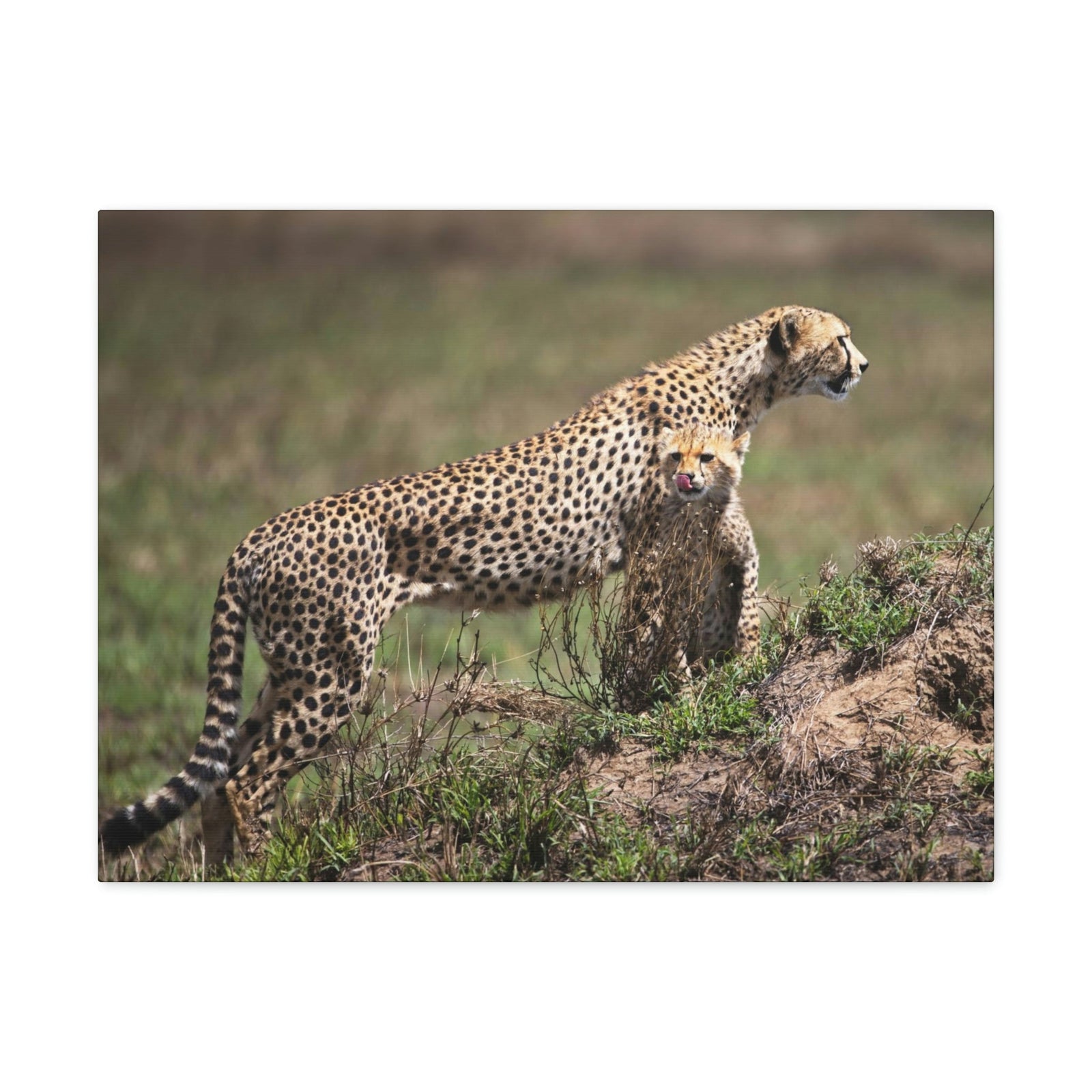 Scripture Walls Majestic Cheetah Art Majestic Cheetah Print Animal Wall Art Wildlife Canvas Prints Wall Art Ready to Hang Unframed-Express Your Love Gifts