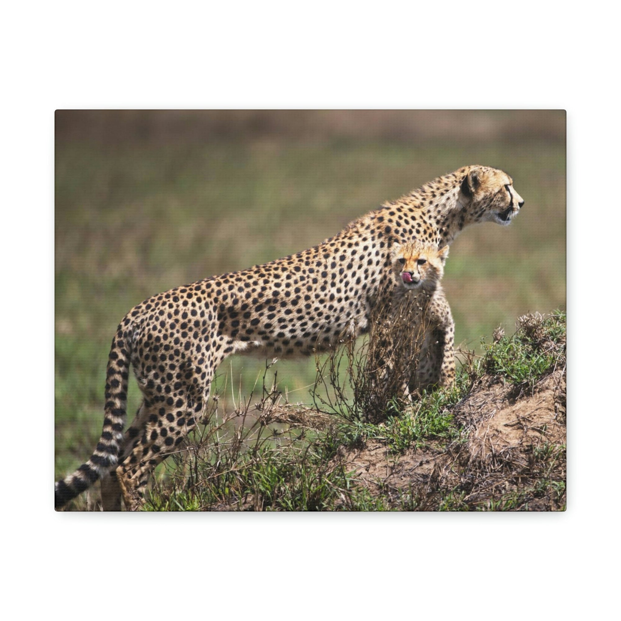 Scripture Walls Majestic Cheetah Art Majestic Cheetah Print Animal Wall Art Wildlife Canvas Prints Wall Art Ready to Hang Unframed-Express Your Love Gifts