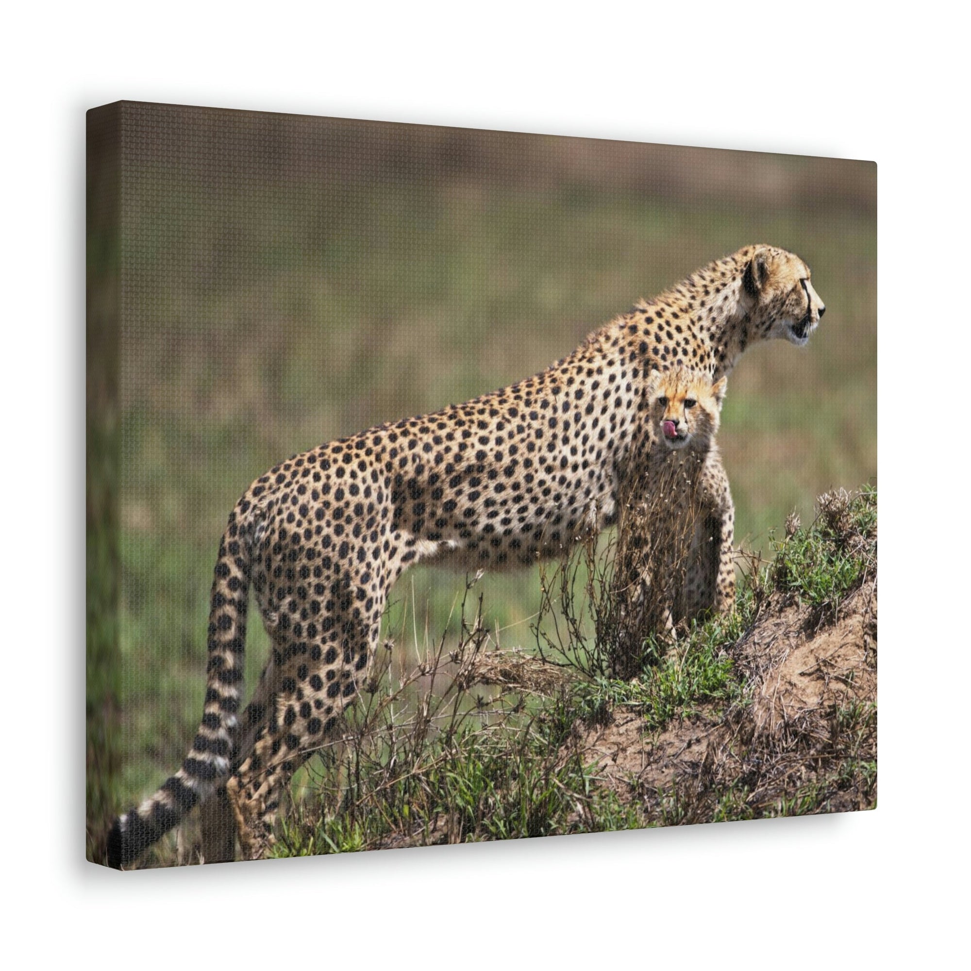 Scripture Walls Majestic Cheetah Art Majestic Cheetah Print Animal Wall Art Wildlife Canvas Prints Wall Art Ready to Hang Unframed-Express Your Love Gifts