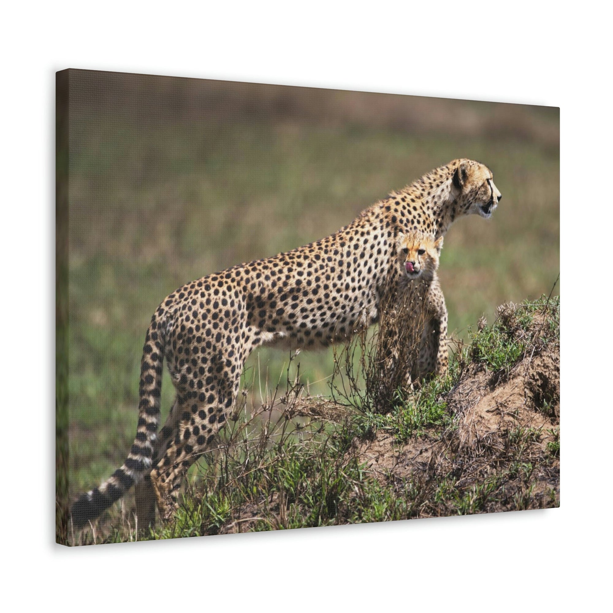 Scripture Walls Majestic Cheetah Art Majestic Cheetah Print Animal Wall Art Wildlife Canvas Prints Wall Art Ready to Hang Unframed-Express Your Love Gifts