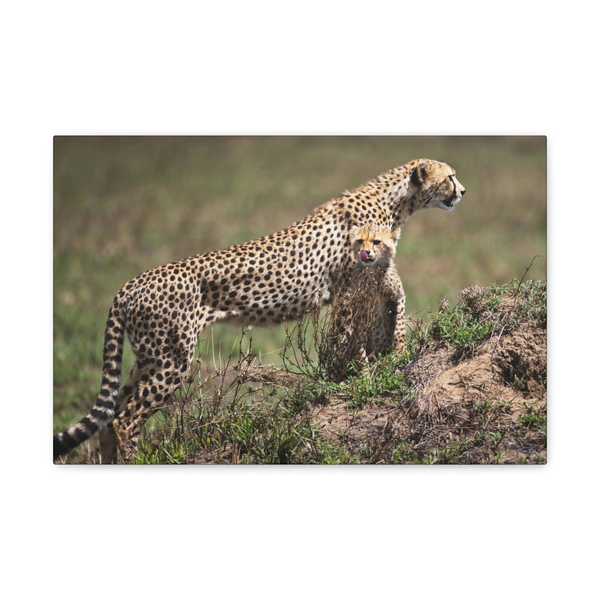 Scripture Walls Majestic Cheetah Art Majestic Cheetah Print Animal Wall Art Wildlife Canvas Prints Wall Art Ready to Hang Unframed-Express Your Love Gifts