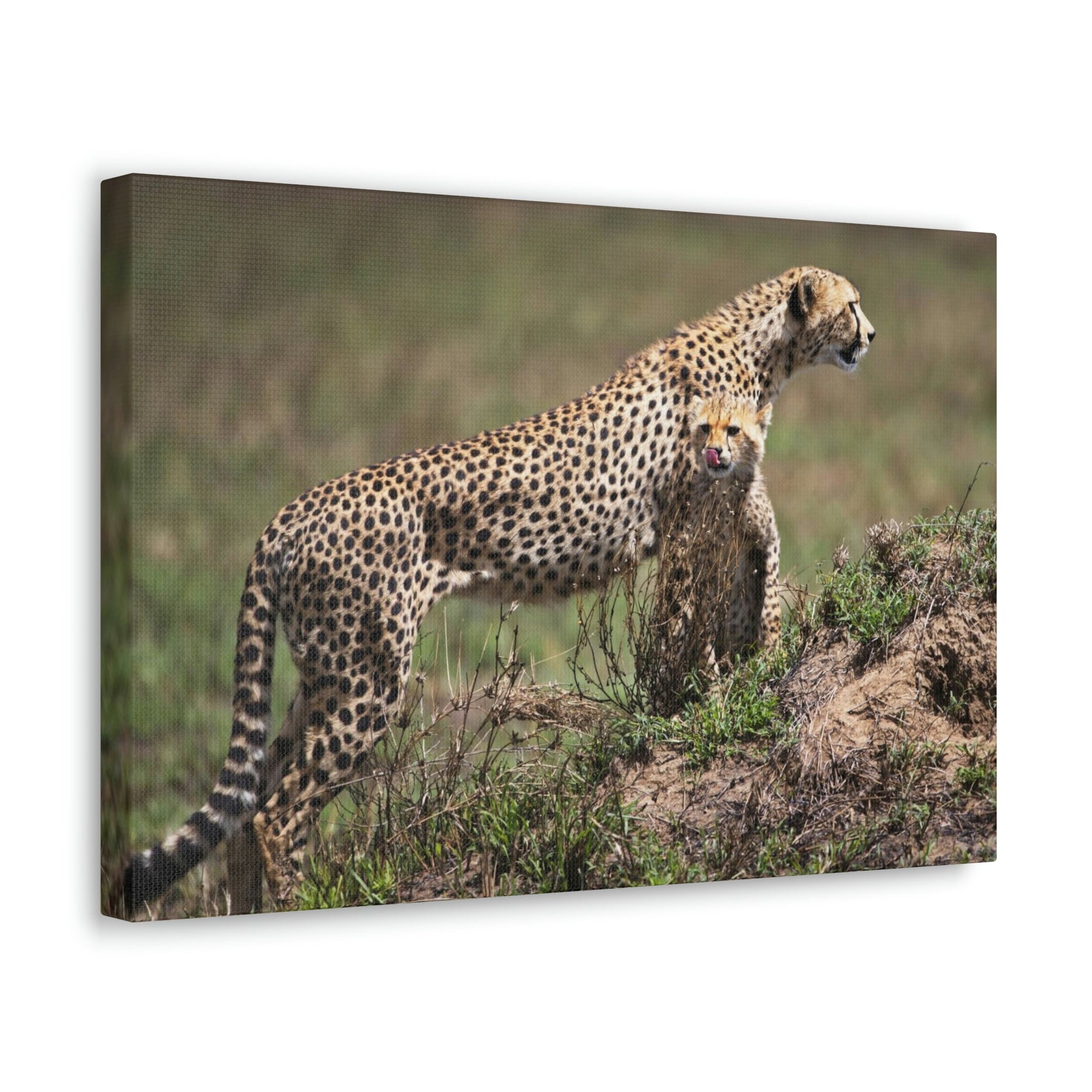 Scripture Walls Majestic Cheetah Art Majestic Cheetah Print Animal Wall Art Wildlife Canvas Prints Wall Art Ready to Hang Unframed-Express Your Love Gifts