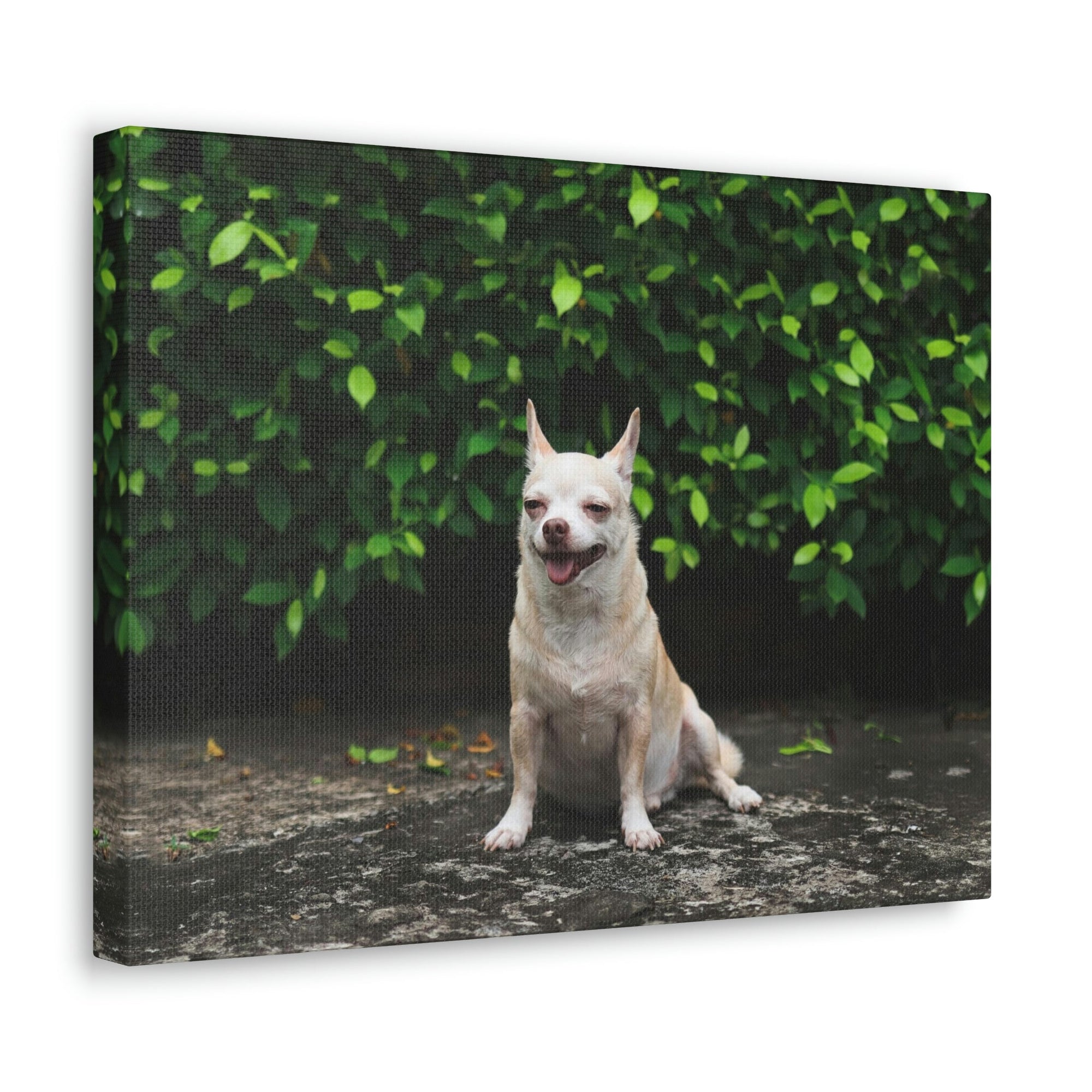 Scripture Walls Majestic Chihuahua Art Majestic Chihuahua Print Animal Wall Art Wildlife Canvas Prints Wall Art Ready to Hang Unframed-Express Your Love Gifts