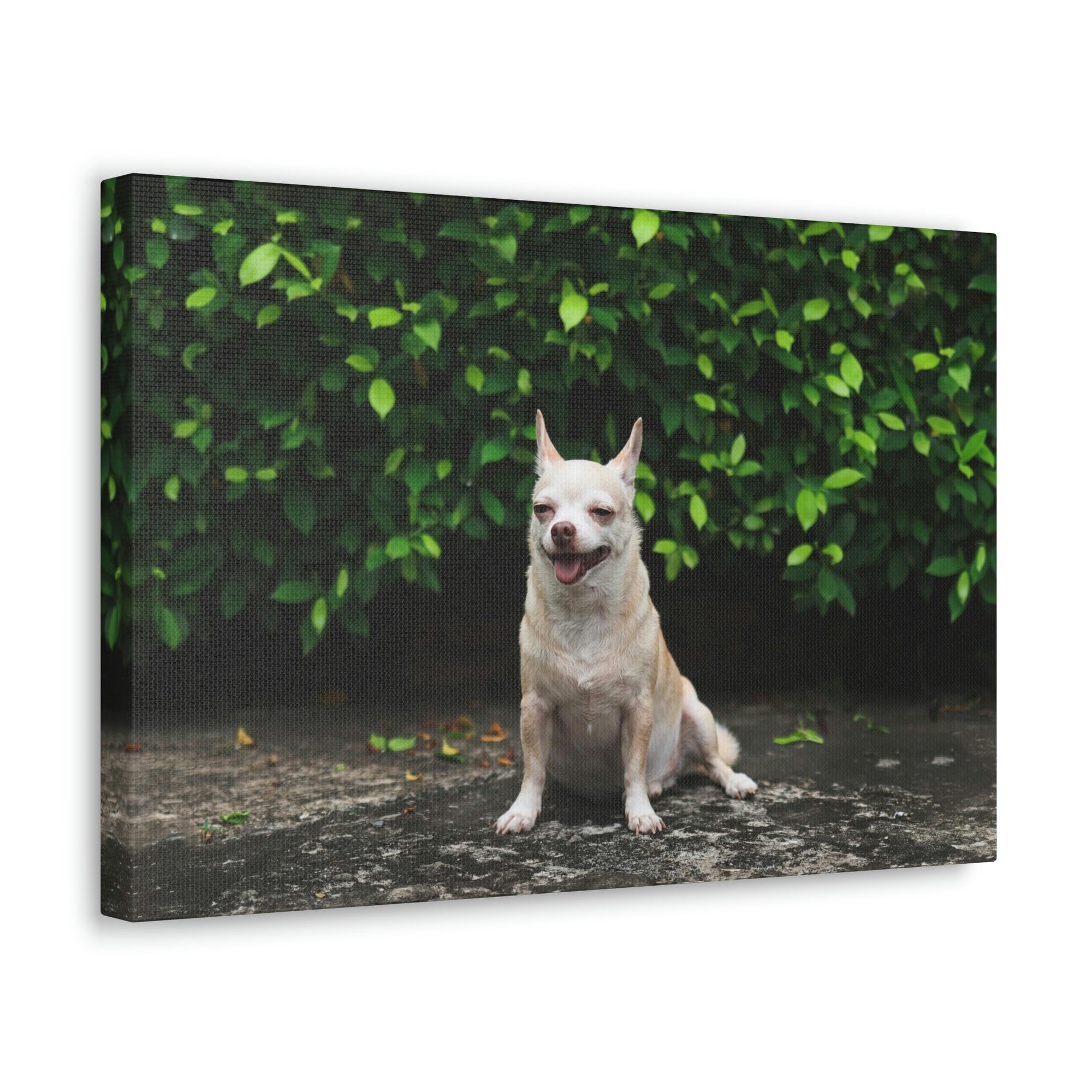 Scripture Walls Majestic Chihuahua Art Majestic Chihuahua Print Animal Wall Art Wildlife Canvas Prints Wall Art Ready to Hang Unframed-Express Your Love Gifts