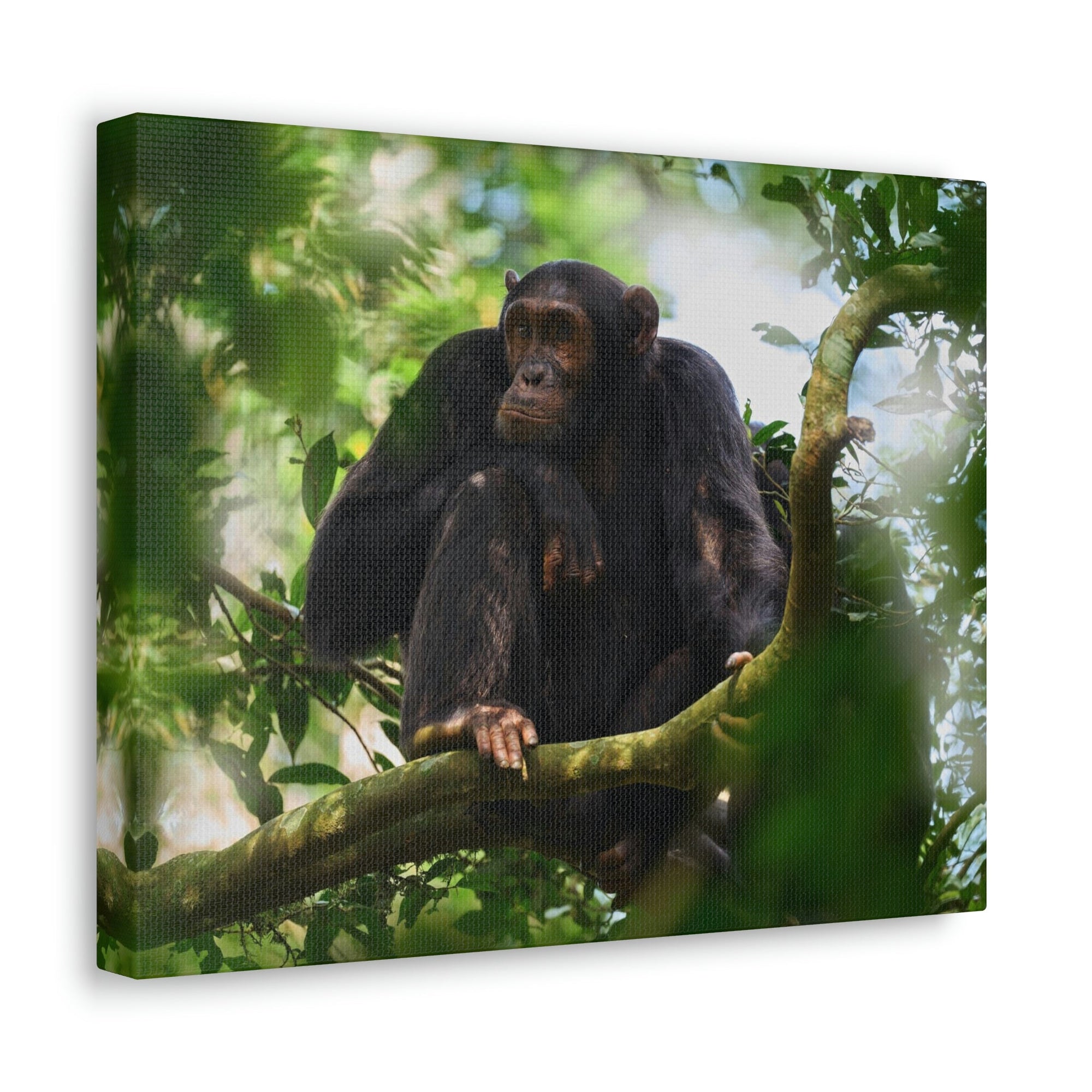 Scripture Walls Majestic Chimpanzee Art Majestic Chimpanzee Print Animal Wall Art Wildlife Canvas Prints Wall Art Ready to Hang Unframed-Express Your Love Gifts