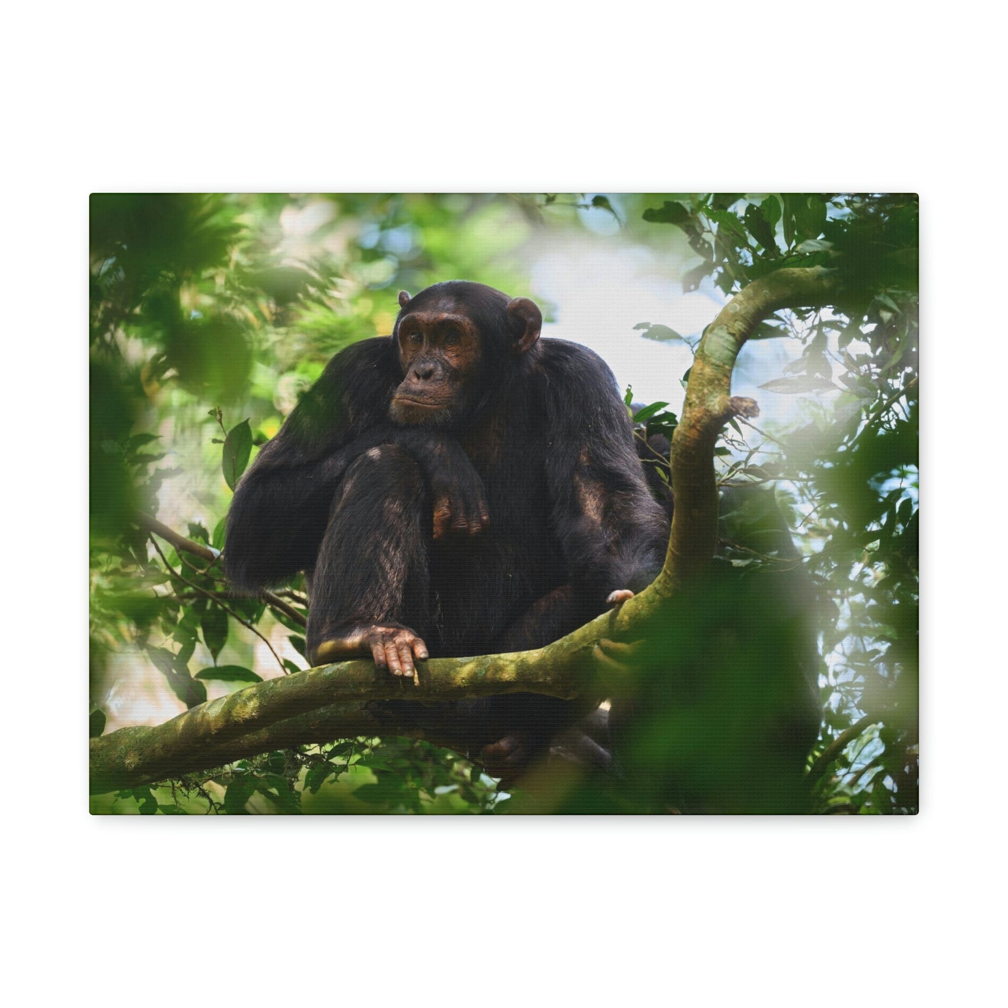 Scripture Walls Majestic Chimpanzee Art Majestic Chimpanzee Print Animal Wall Art Wildlife Canvas Prints Wall Art Ready to Hang Unframed-Express Your Love Gifts