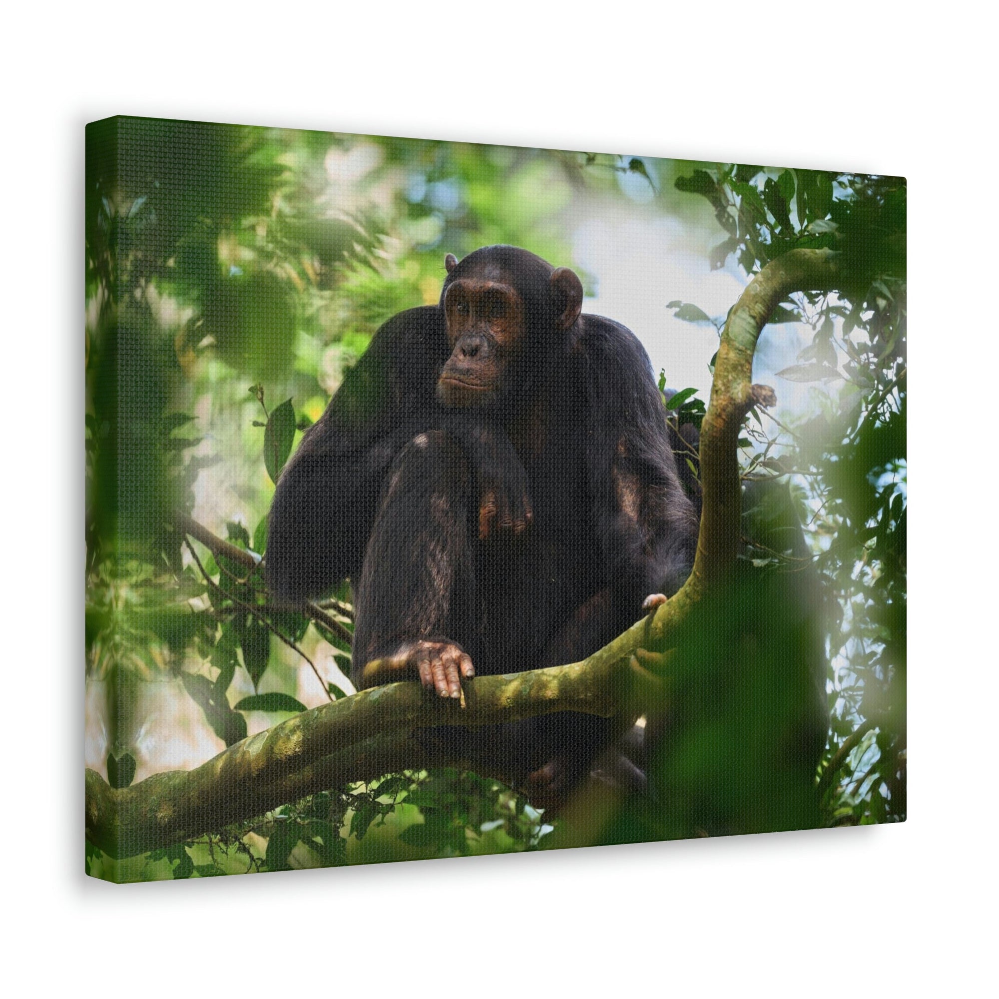 Scripture Walls Majestic Chimpanzee Art Majestic Chimpanzee Print Animal Wall Art Wildlife Canvas Prints Wall Art Ready to Hang Unframed-Express Your Love Gifts