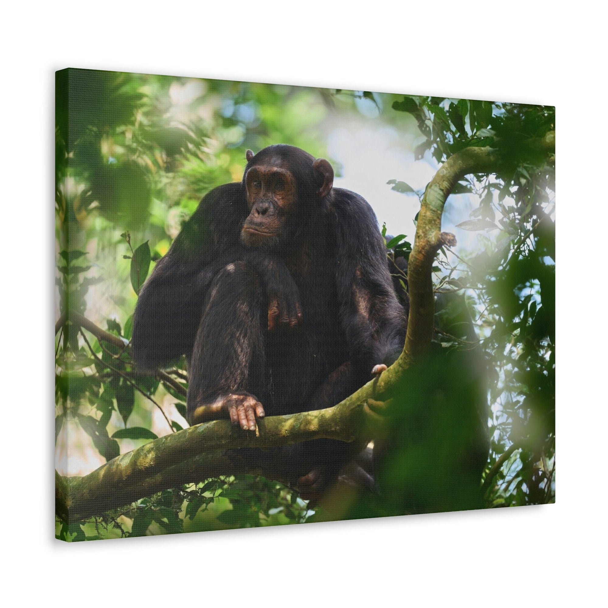 Scripture Walls Majestic Chimpanzee Art Majestic Chimpanzee Print Animal Wall Art Wildlife Canvas Prints Wall Art Ready to Hang Unframed-Express Your Love Gifts