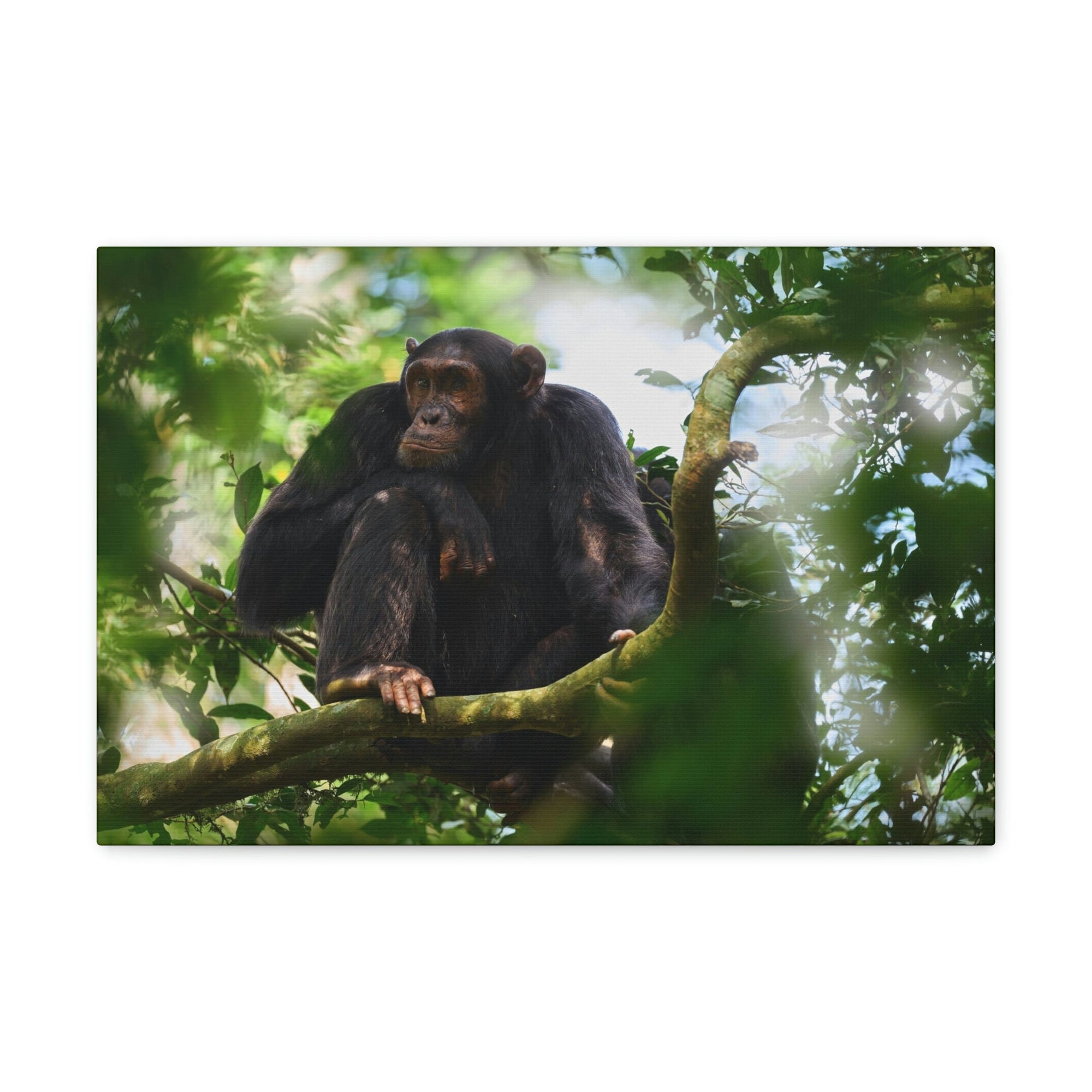 Scripture Walls Majestic Chimpanzee Art Majestic Chimpanzee Print Animal Wall Art Wildlife Canvas Prints Wall Art Ready to Hang Unframed-Express Your Love Gifts