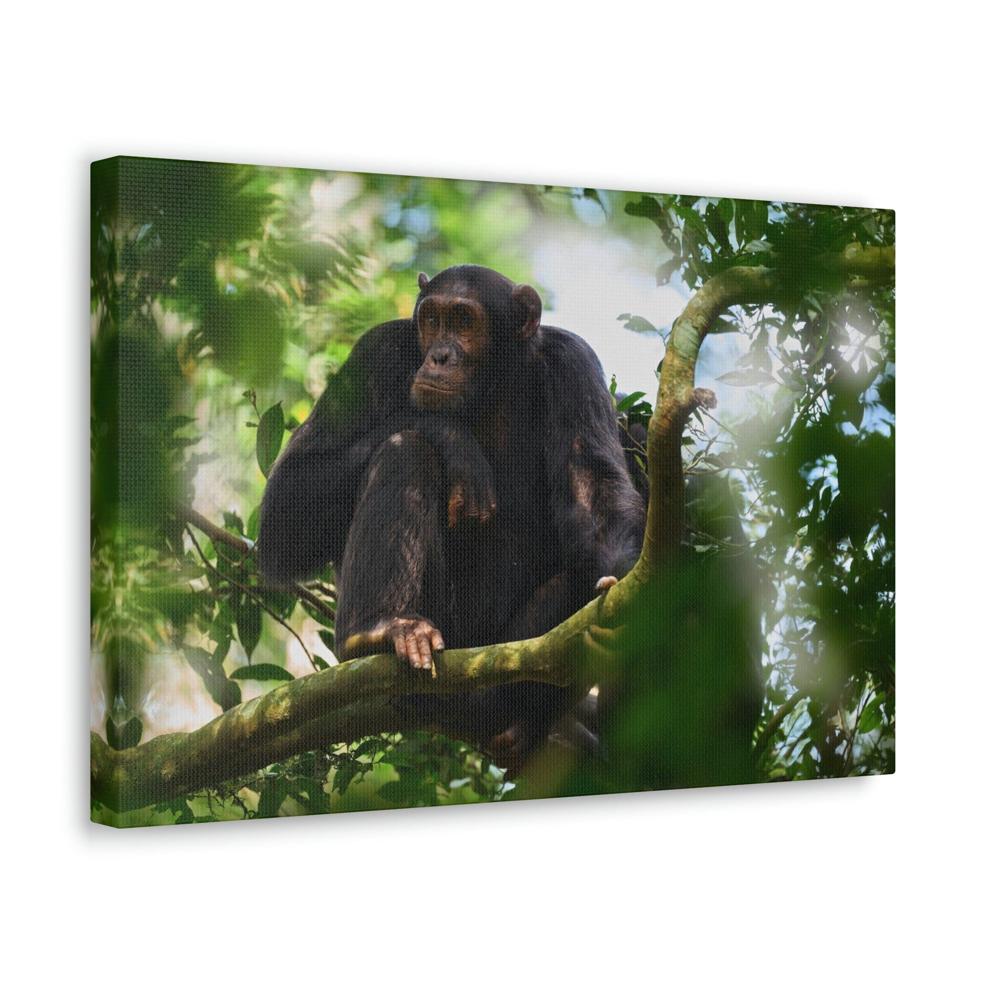 Scripture Walls Majestic Chimpanzee Art Majestic Chimpanzee Print Animal Wall Art Wildlife Canvas Prints Wall Art Ready to Hang Unframed-Express Your Love Gifts