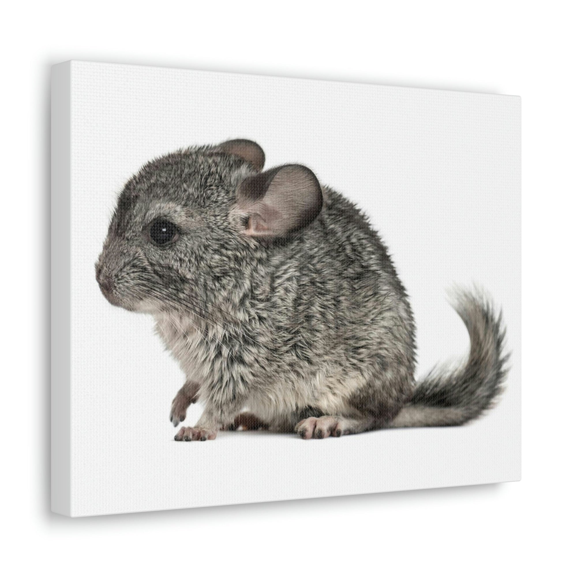 Scripture Walls Majestic Chinchilla Art Majestic Chinchilla Print Animal Wall Art Wildlife Canvas Prints Wall Art Ready to Hang Unframed-Express Your Love Gifts