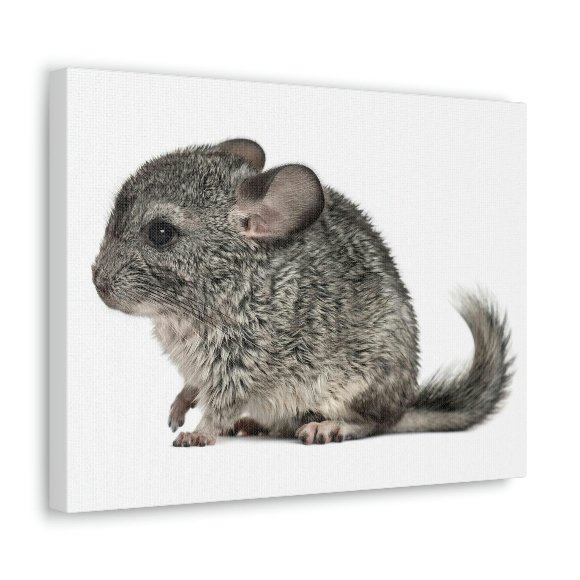 Scripture Walls Majestic Chinchilla Art Majestic Chinchilla Print Animal Wall Art Wildlife Canvas Prints Wall Art Ready to Hang Unframed-Express Your Love Gifts