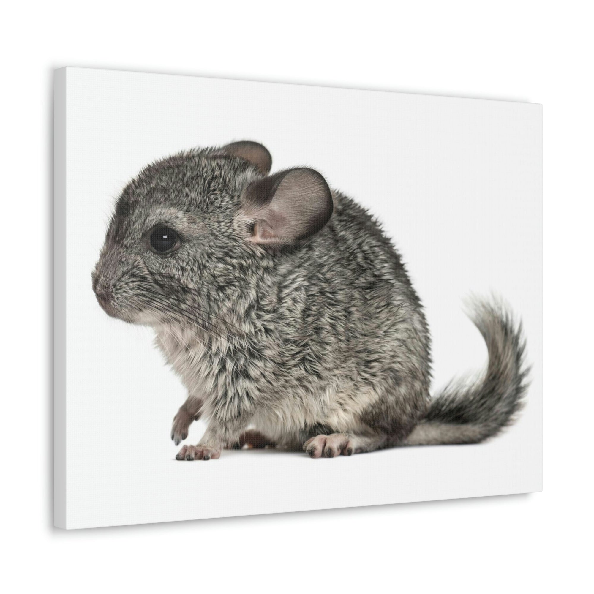 Scripture Walls Majestic Chinchilla Art Majestic Chinchilla Print Animal Wall Art Wildlife Canvas Prints Wall Art Ready to Hang Unframed-Express Your Love Gifts