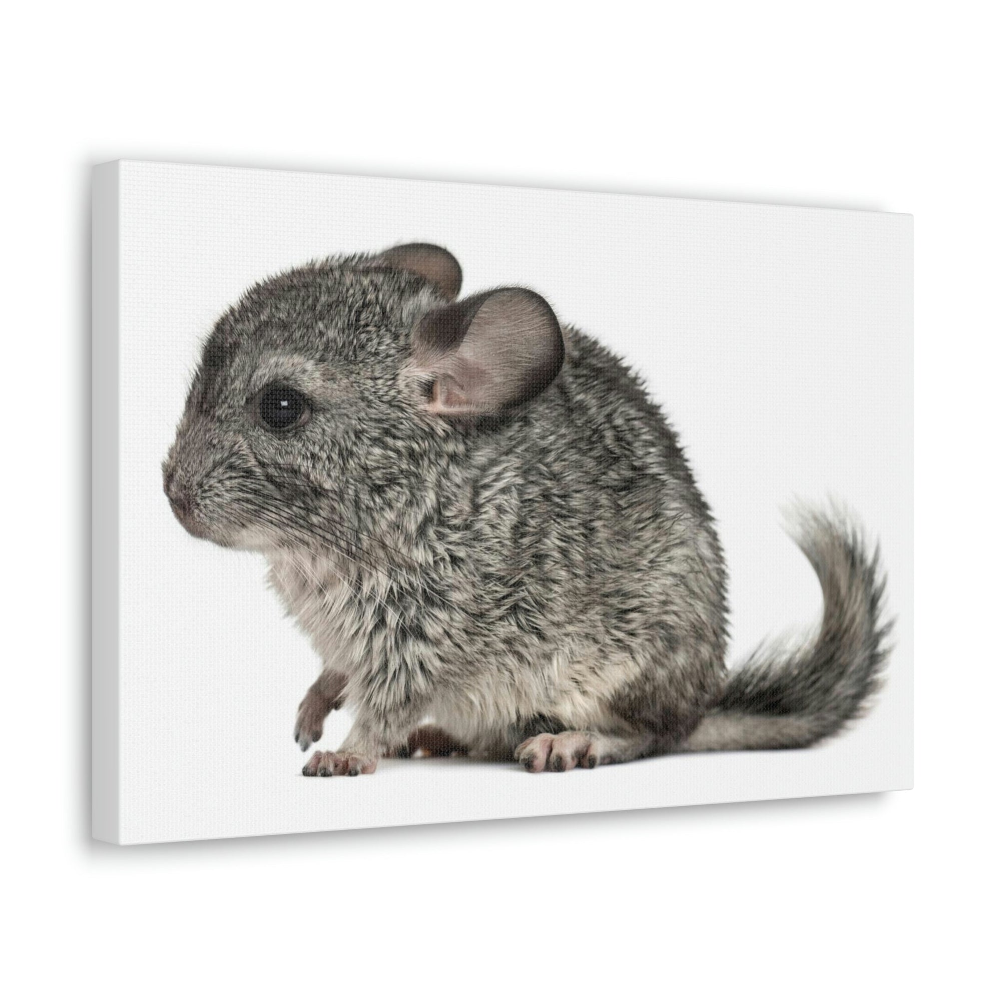 Scripture Walls Majestic Chinchilla Art Majestic Chinchilla Print Animal Wall Art Wildlife Canvas Prints Wall Art Ready to Hang Unframed-Express Your Love Gifts