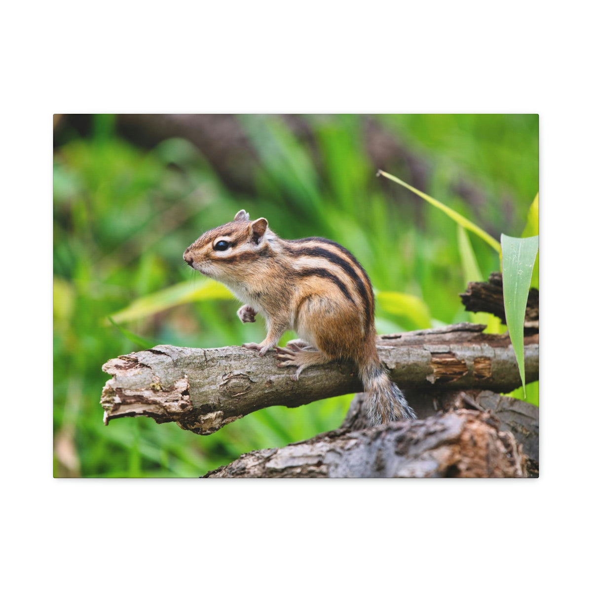 Scripture Walls Majestic Chipmunk Art Majestic Chipmunk Print Animal Wall Art Wildlife Canvas Prints Wall Art Ready to Hang Unframed-Express Your Love Gifts